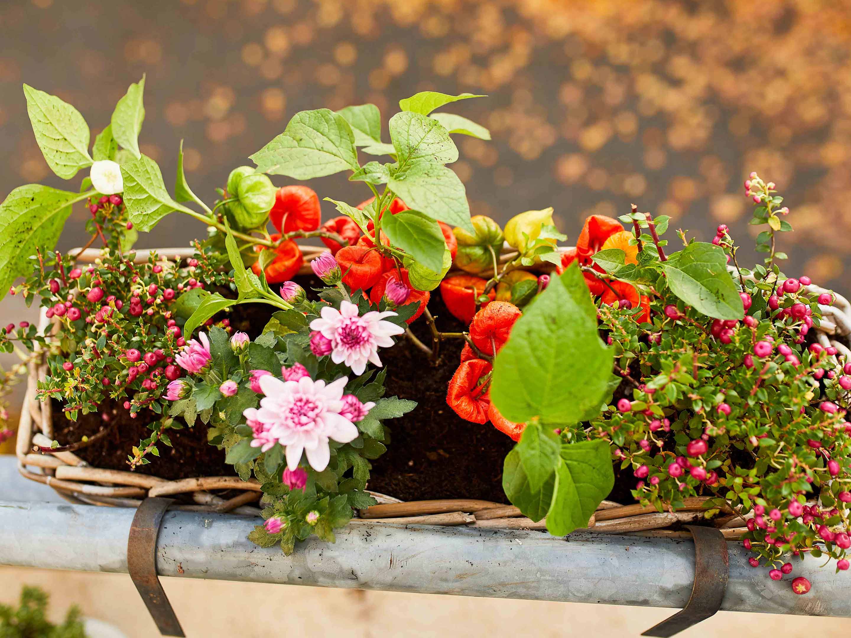 Autumn flowering plants deals