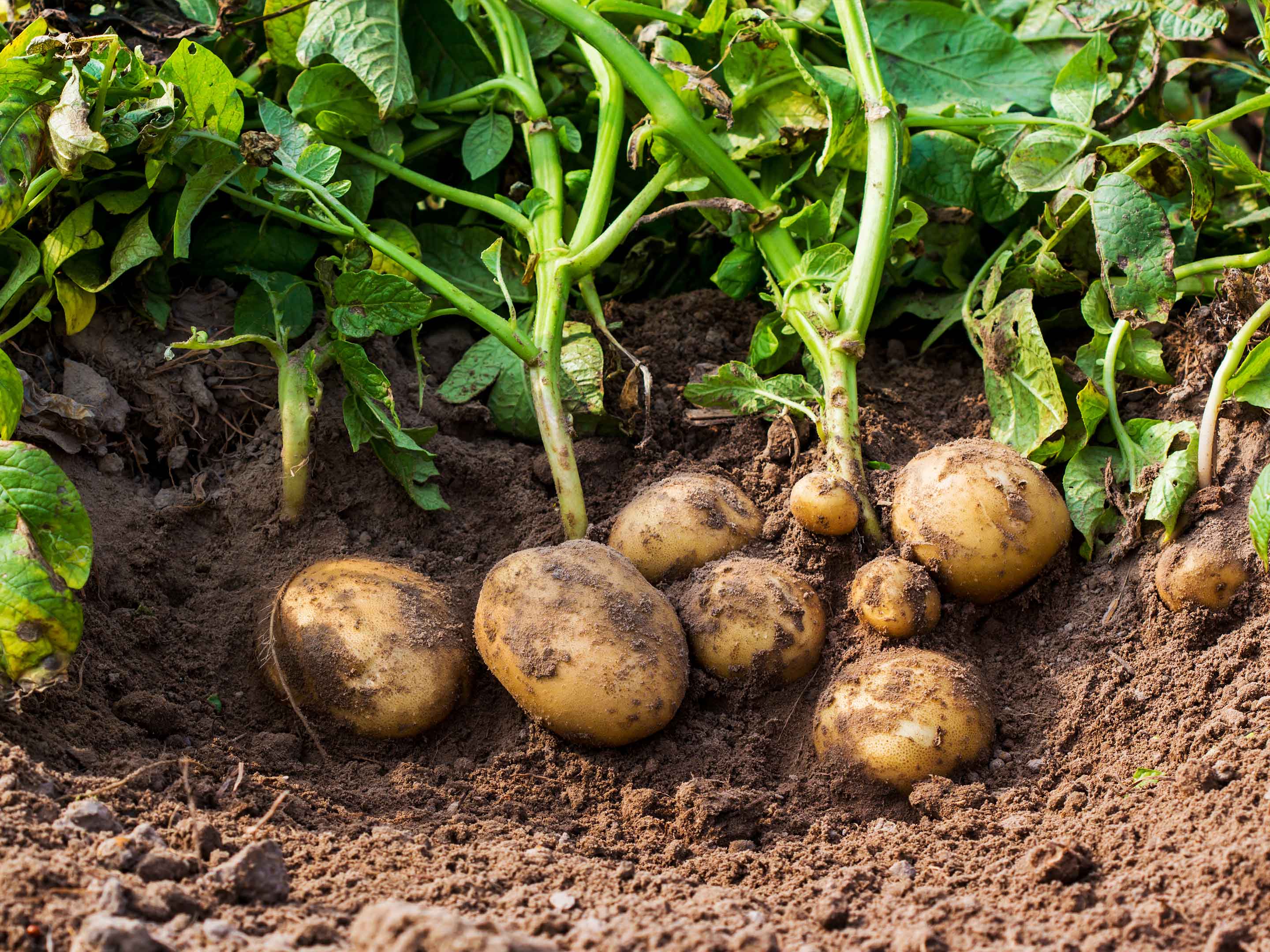 Plantation et entretien des pommes de terre