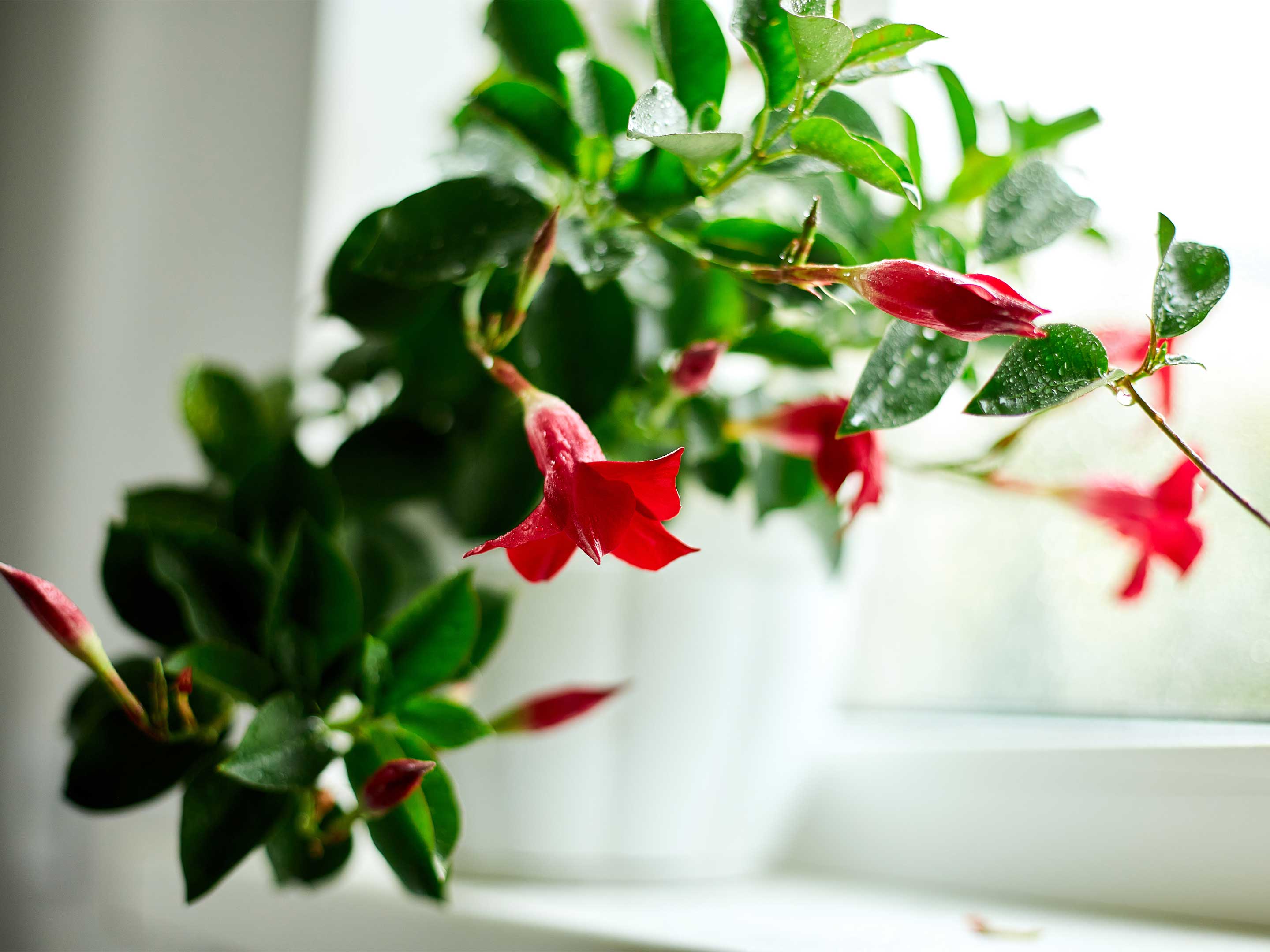 Wie kann ich meine Dipladenia berwintern?