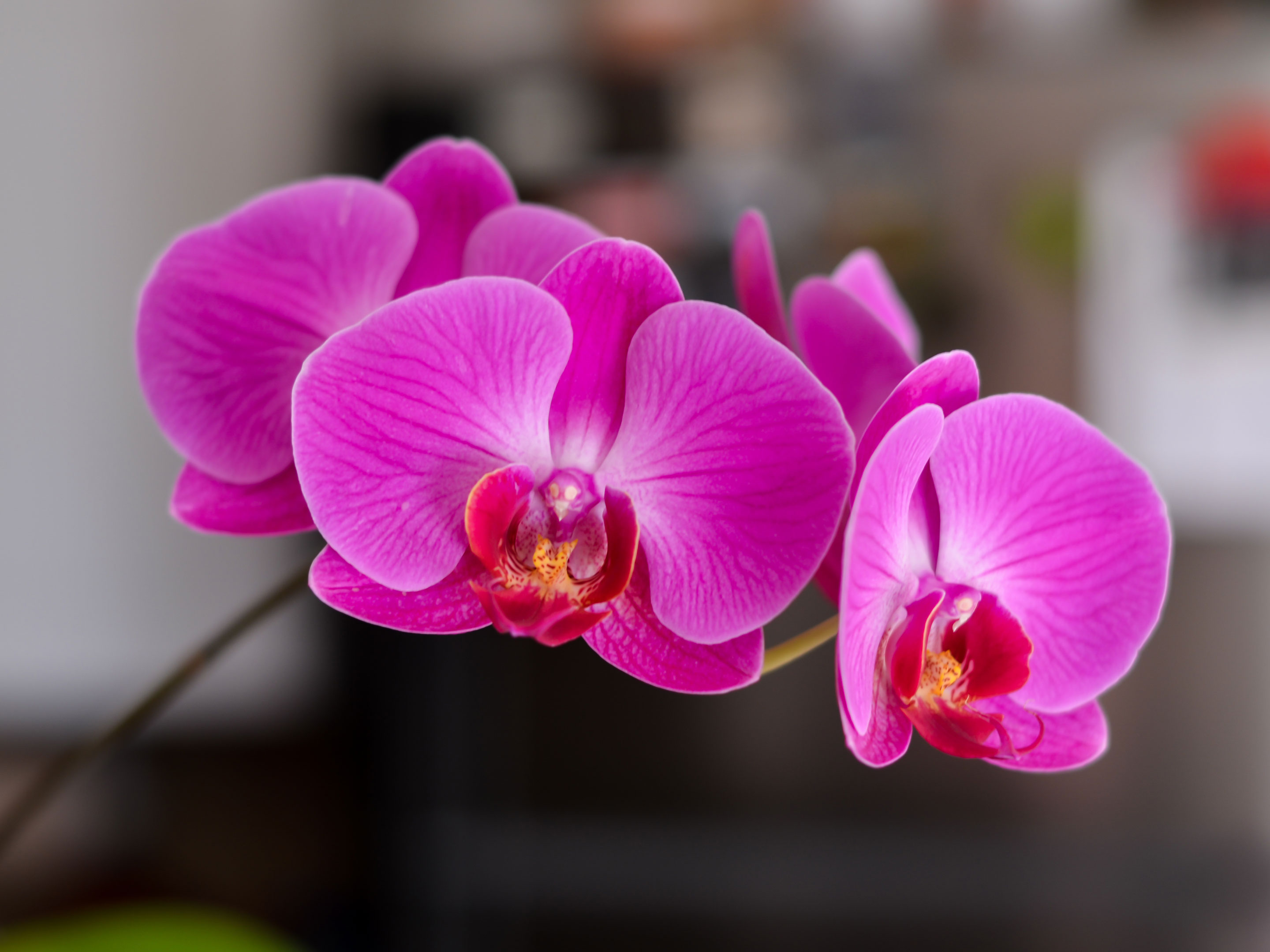 Come scegliere il concime per le orchidee? Le 5 cose che dovresti sapere