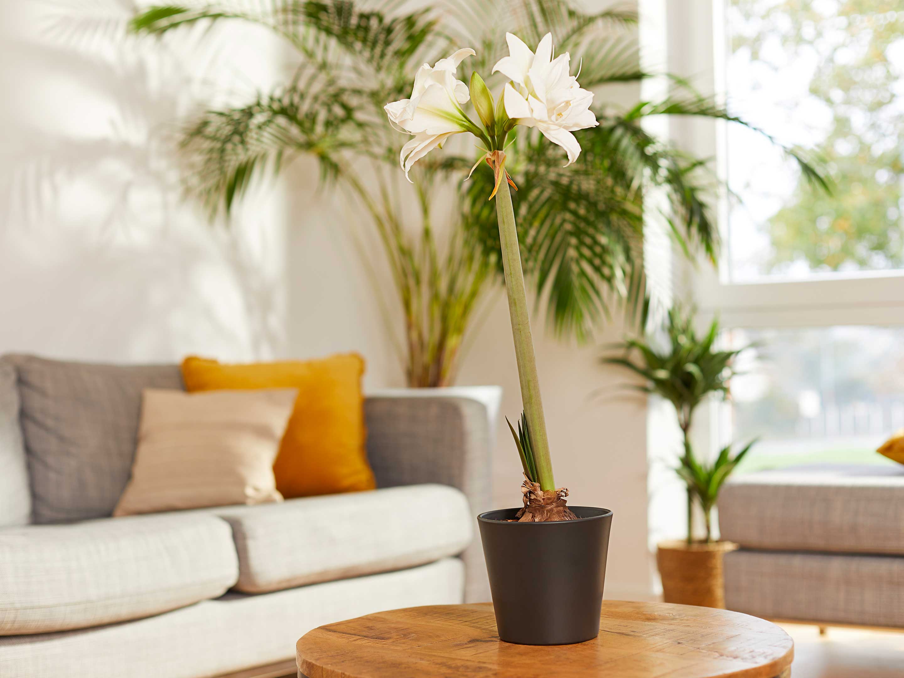 Amaryllis: Die richtige Pflege - COMPO