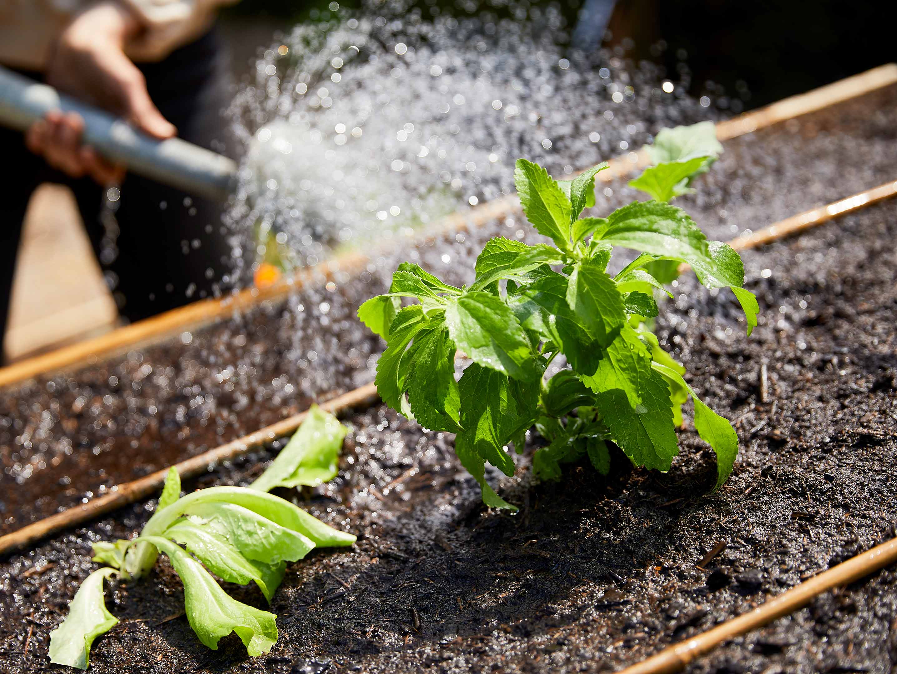 Stevia planten en COMPO