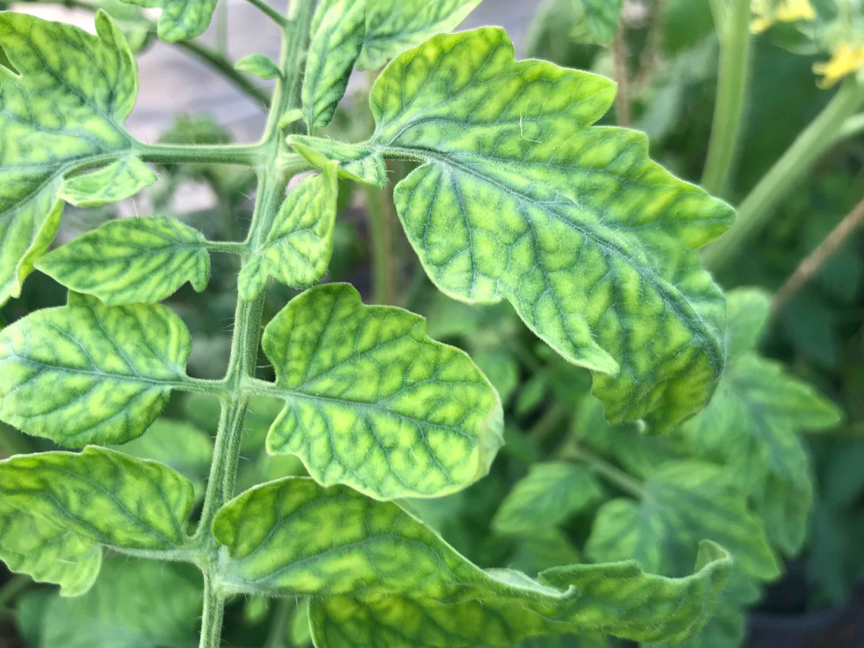 Chlorose ferrique