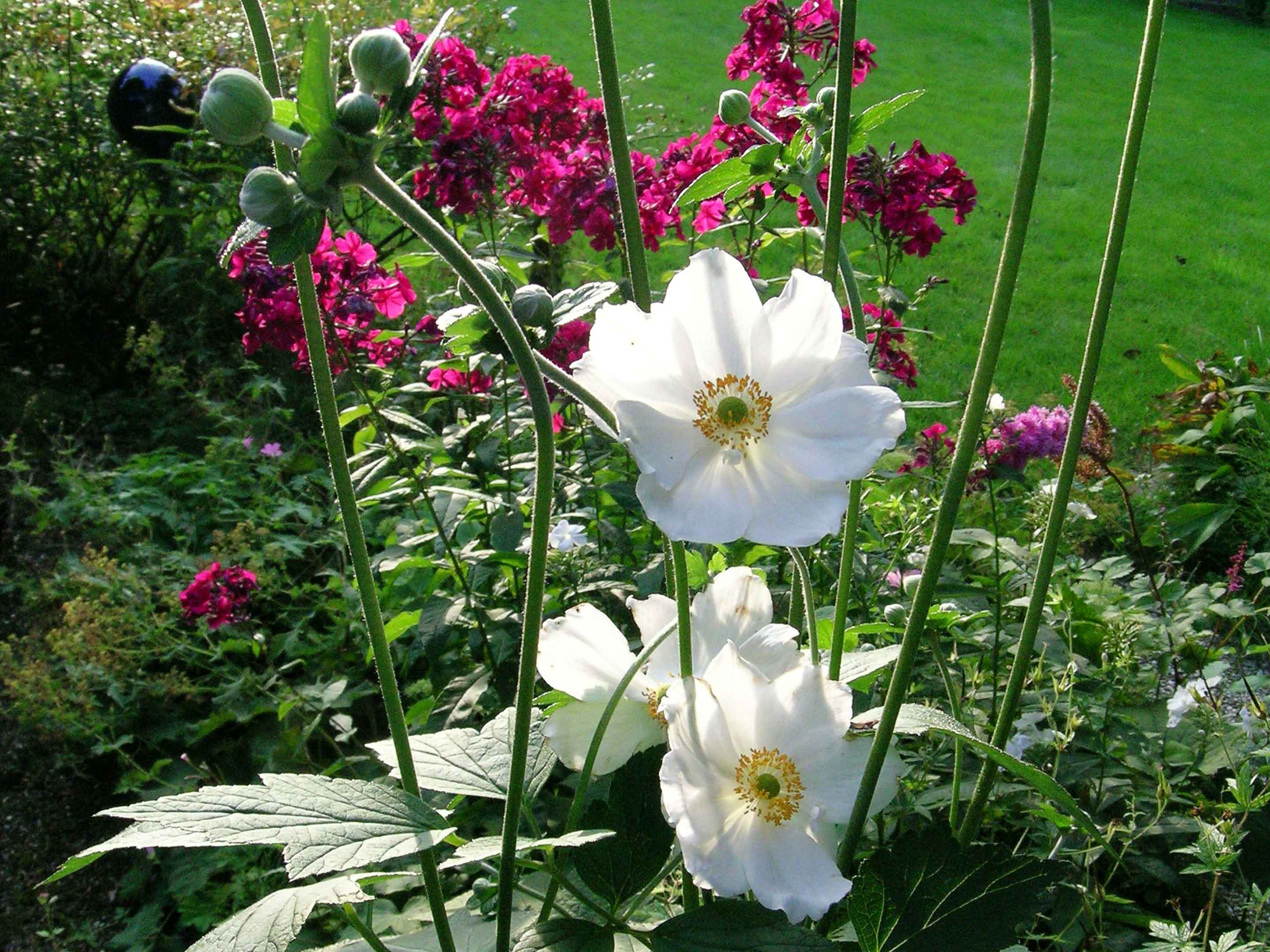 Herbst-Anemone
