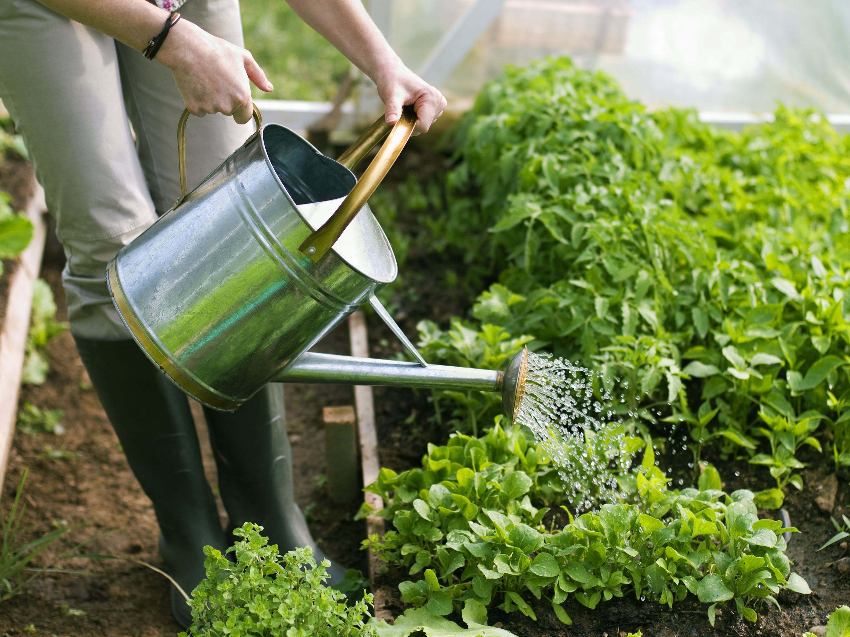 Watering Chili Plants in Summer vs. Winter: Key Differences - Featured Image