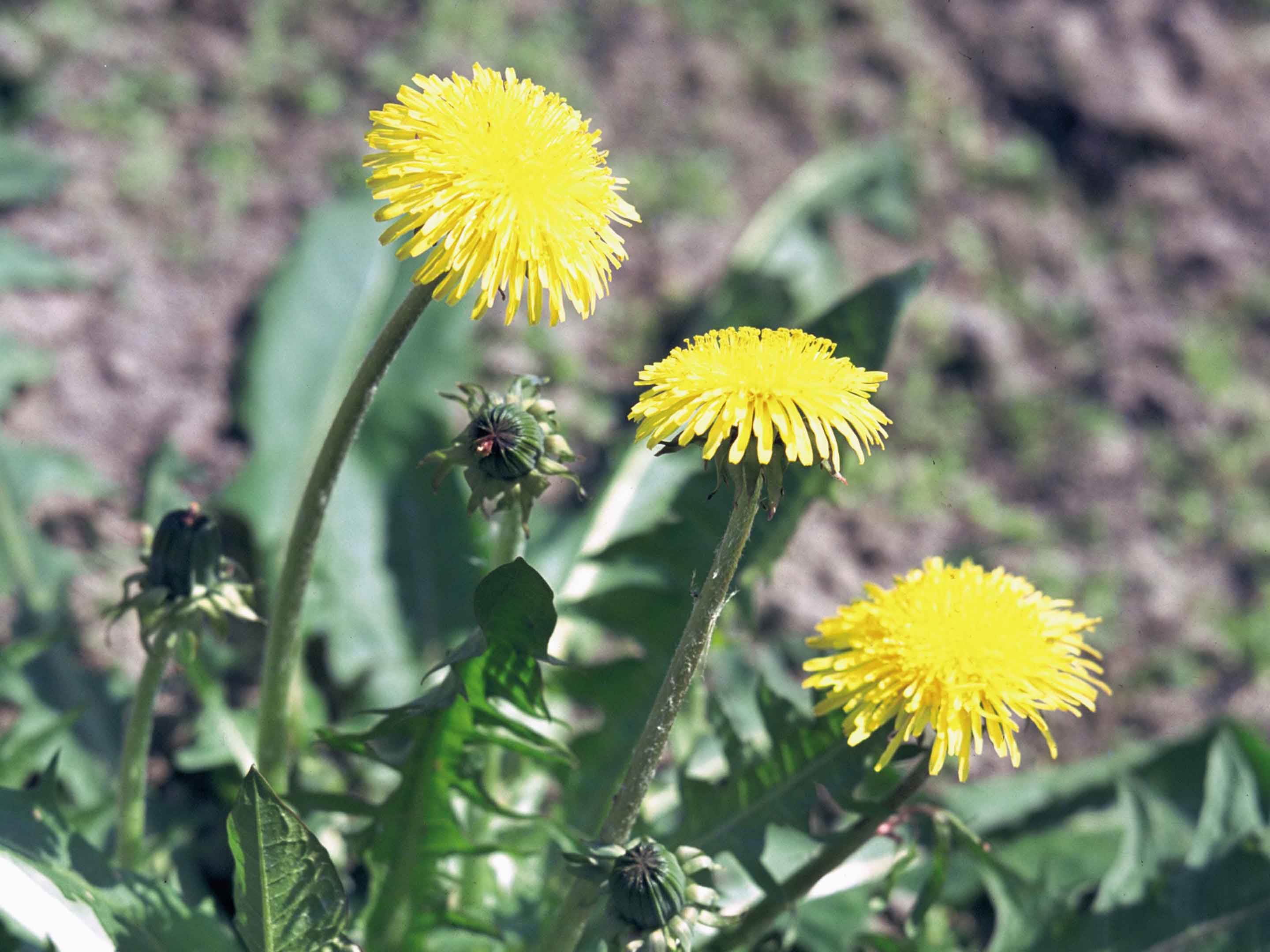 Unkräuter im Rasen