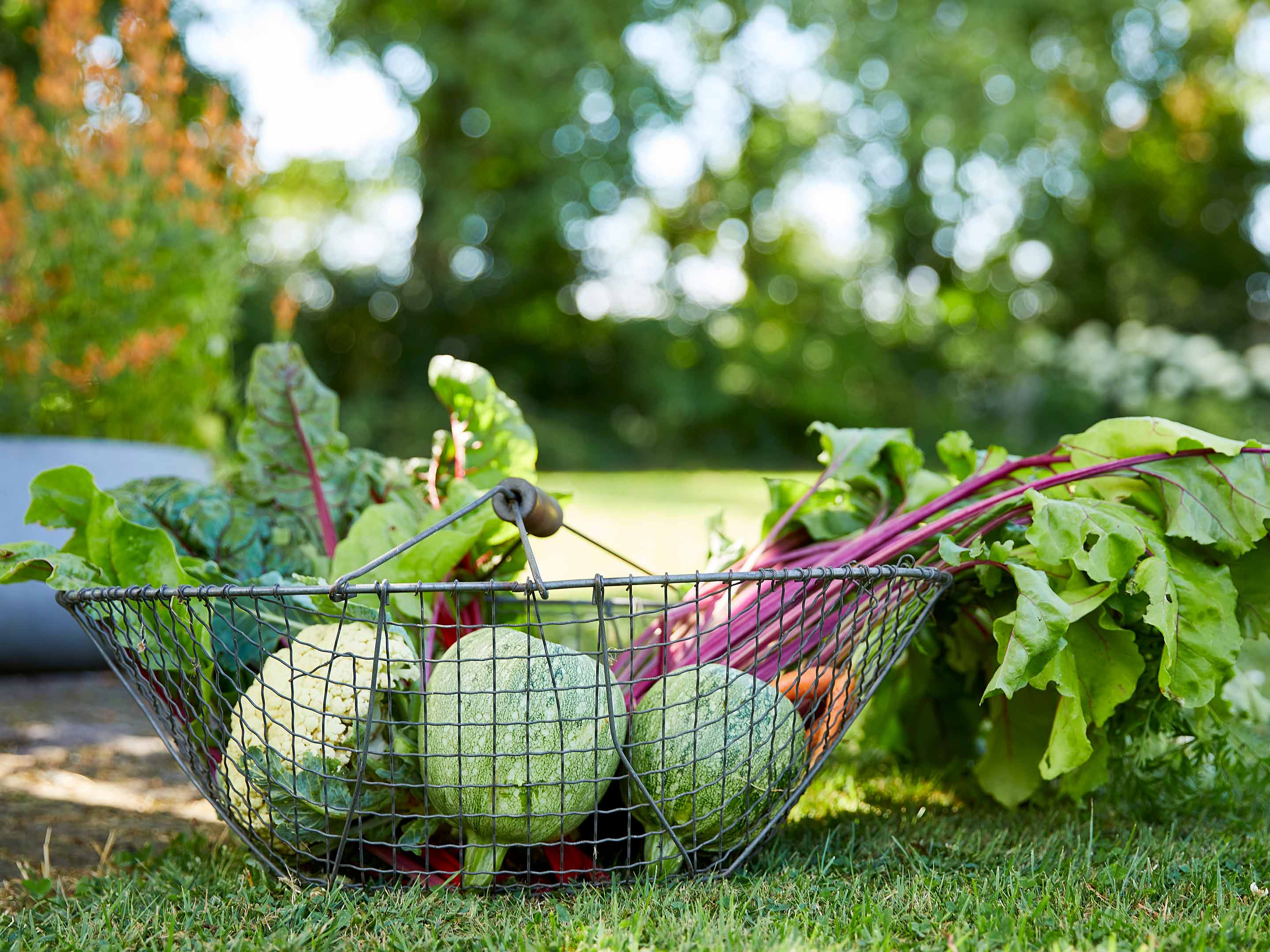 Planting vegetables without a green thumb nine tips COMPO