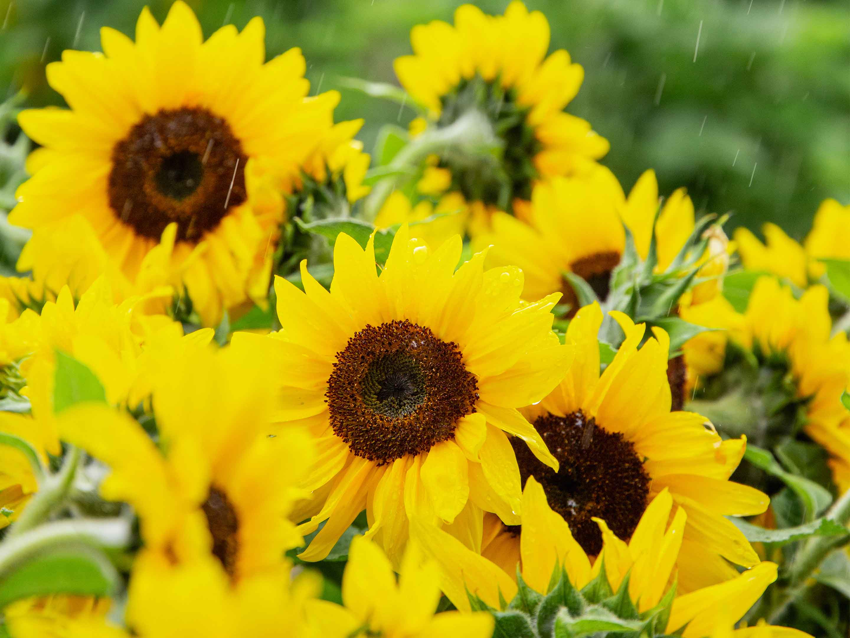 Sonnenblume