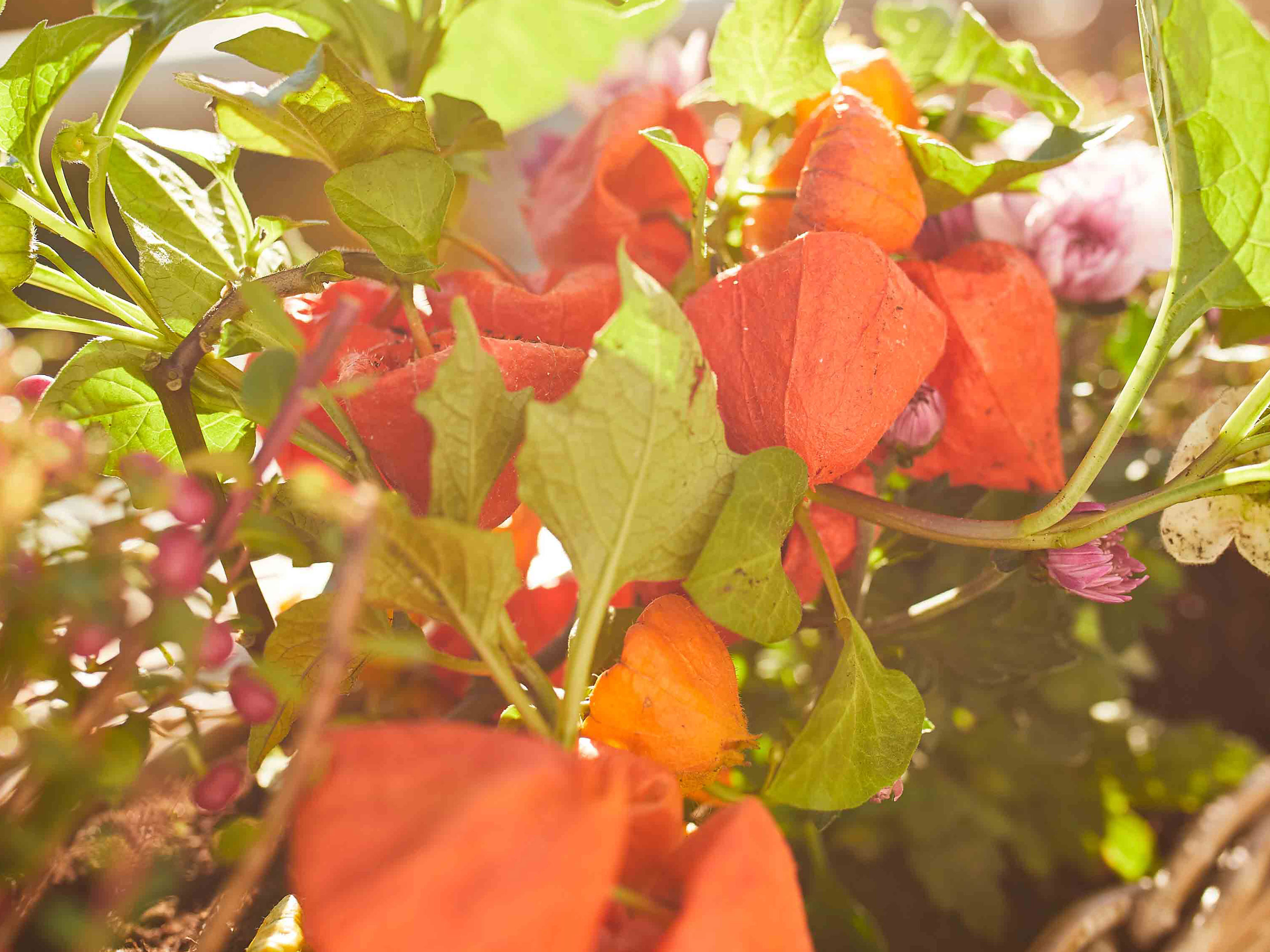 Lampionblume (Physalis alkekengi)  COMPO