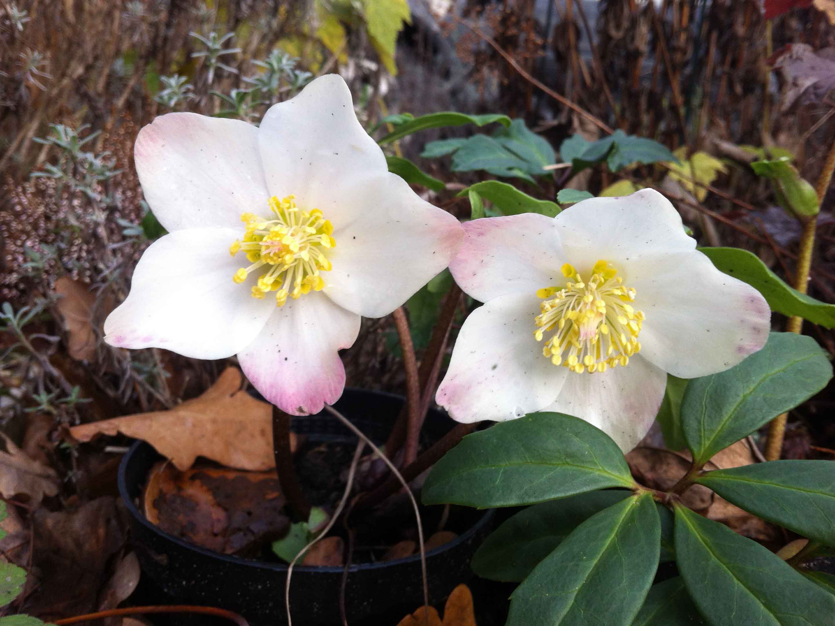 La rosa de Navidad