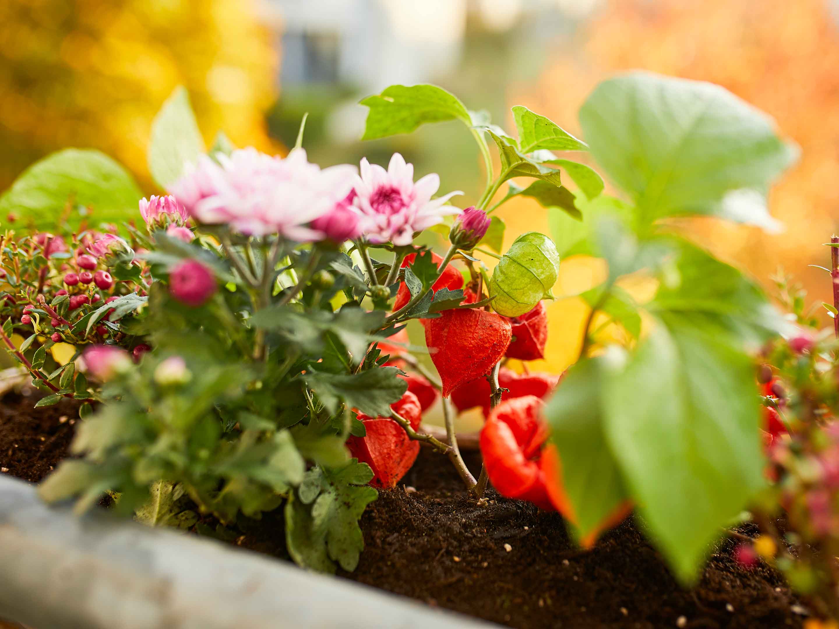 Herbstblumen für Balkon und Kübel