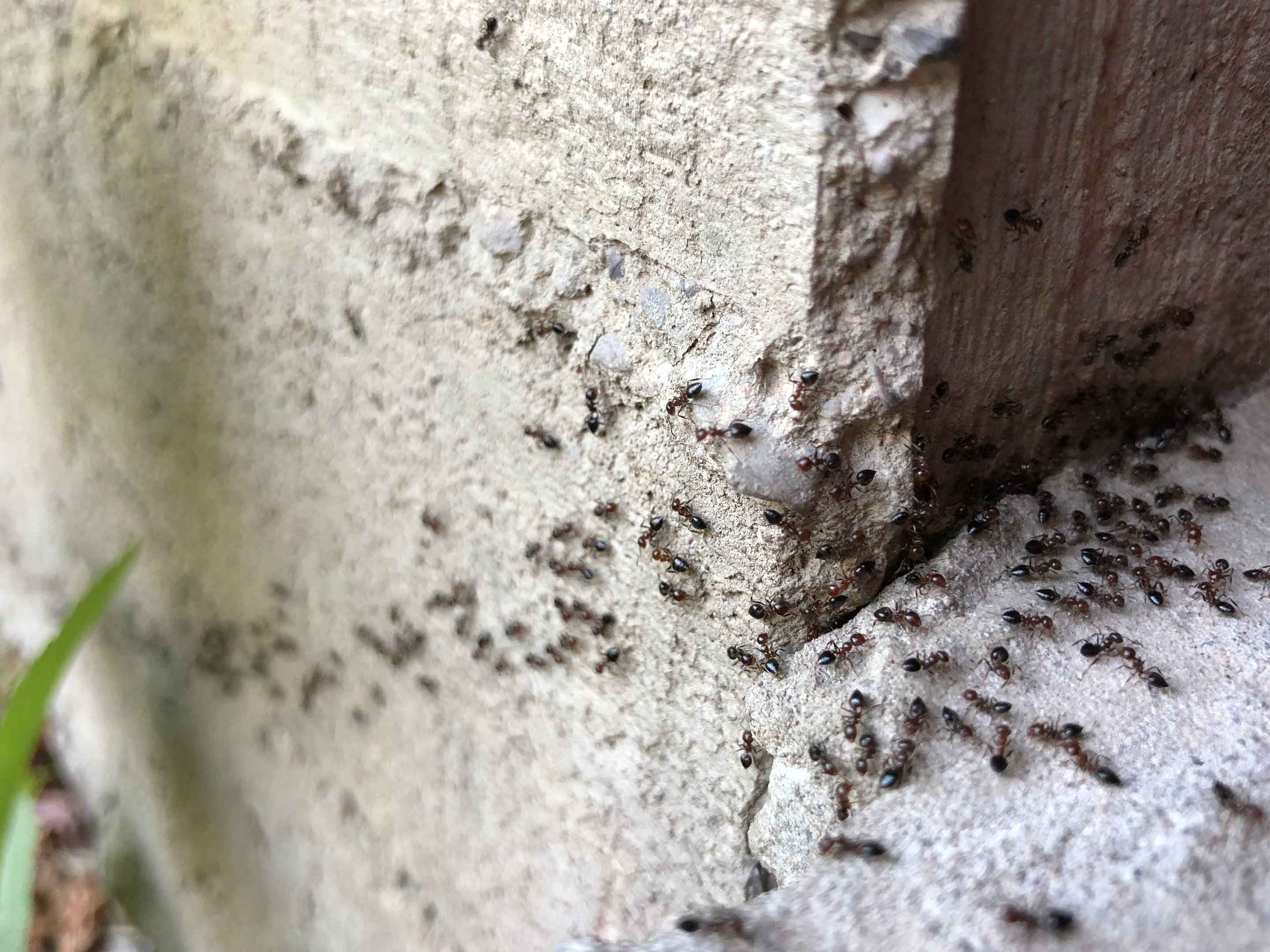 Борьба с муравьями в доме. Фараоновые муравьи Муравейник. Гнездо муравьев в квартире. Муравьиное гнездо в доме. Гнездо домашних муравьев.