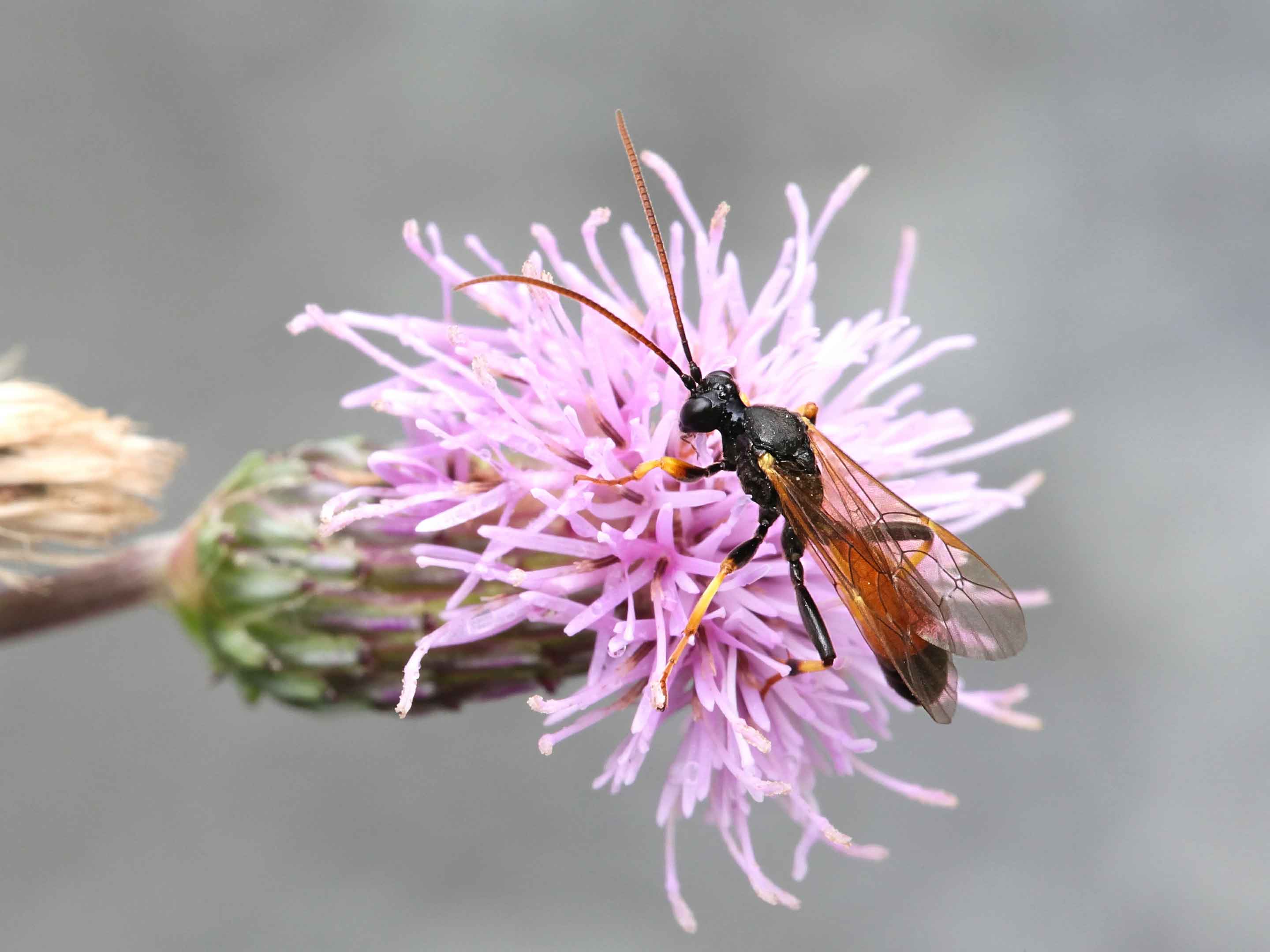 Nützlinge im Garten