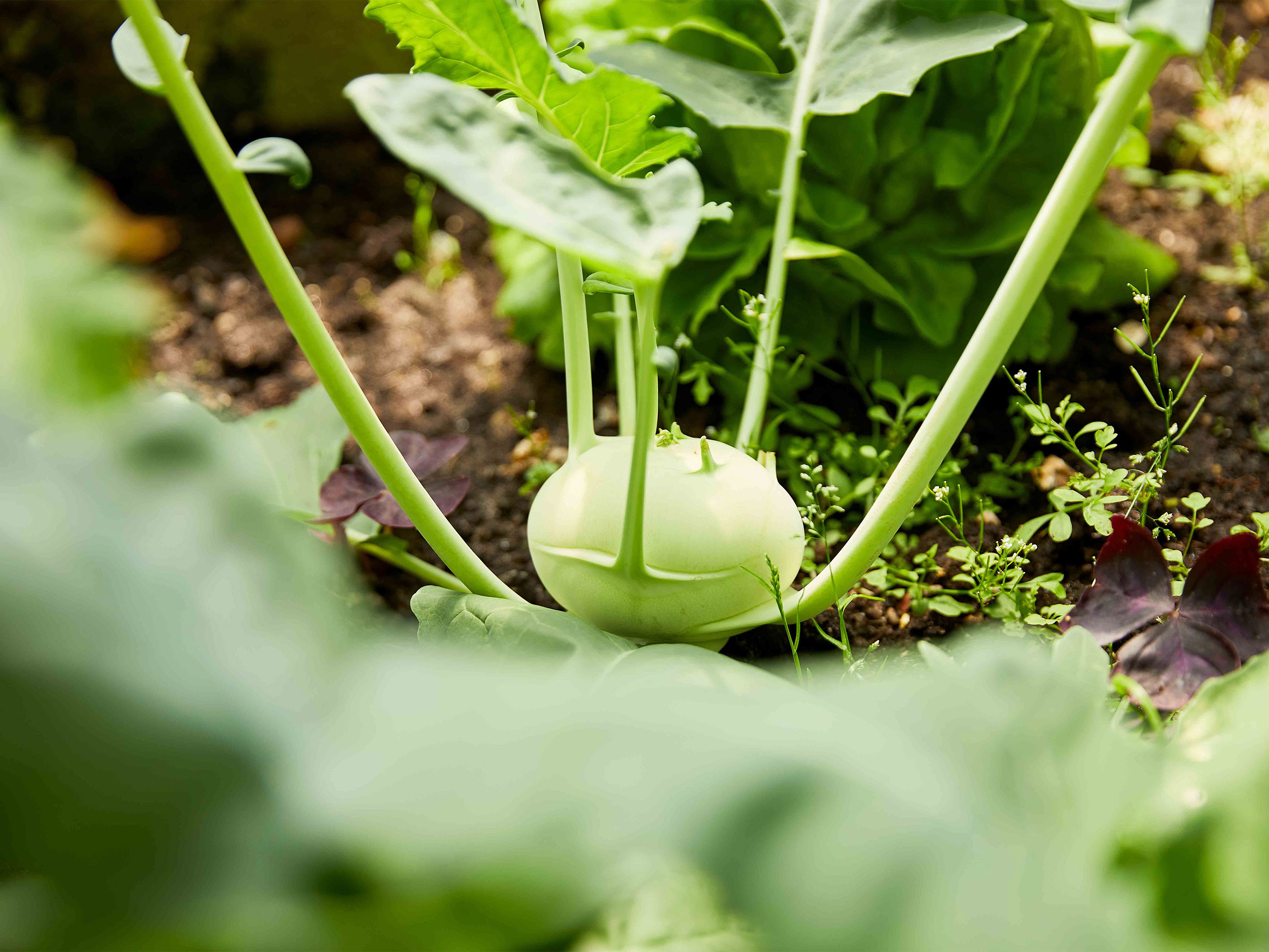 Kohlrabi pflanzen und pflegen | COMPO