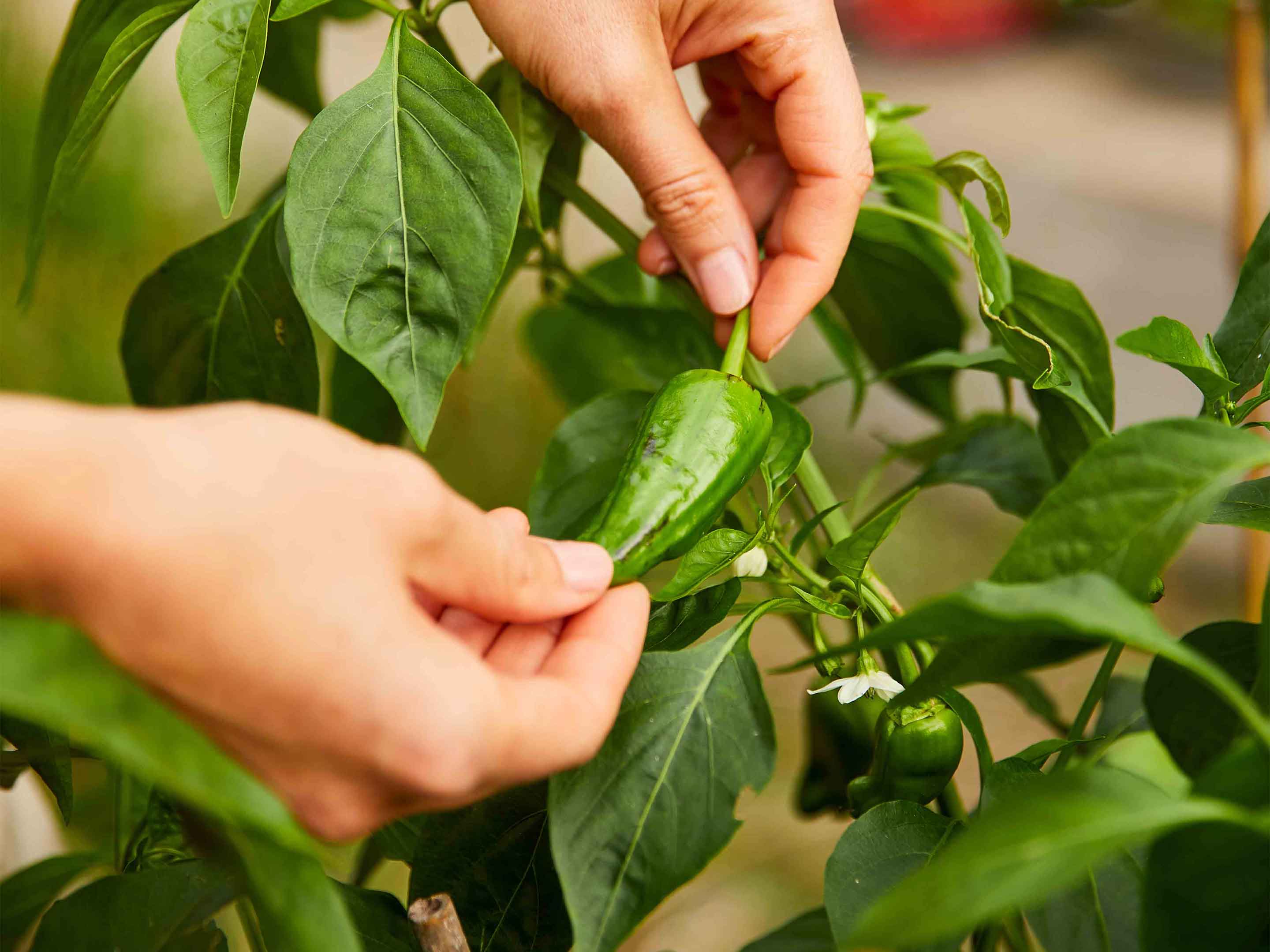 Chilipflanzen: So gelingen Anzucht, Ernte & berwinterung