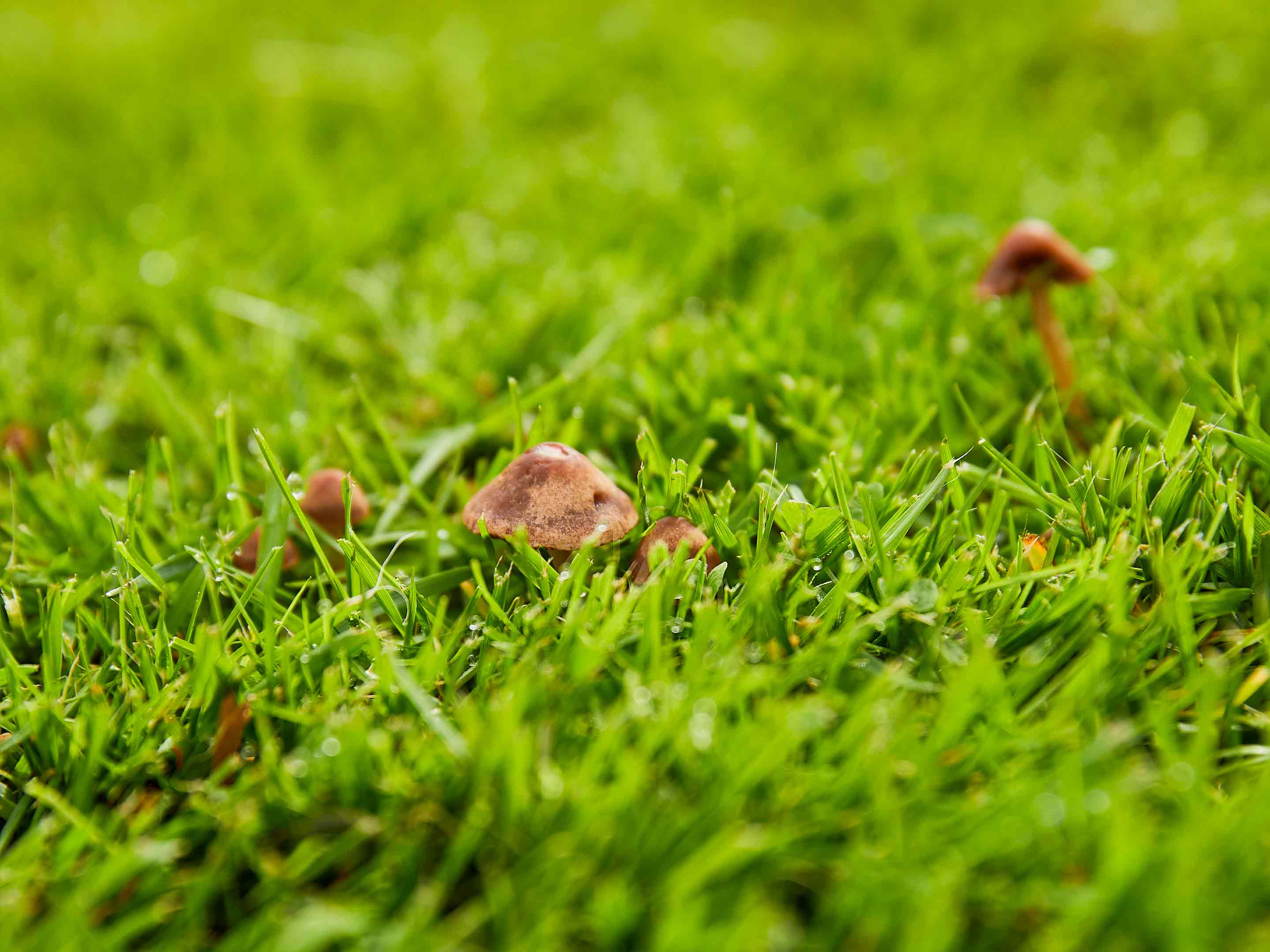 Champignons dans le gazon que faire ? COMPO