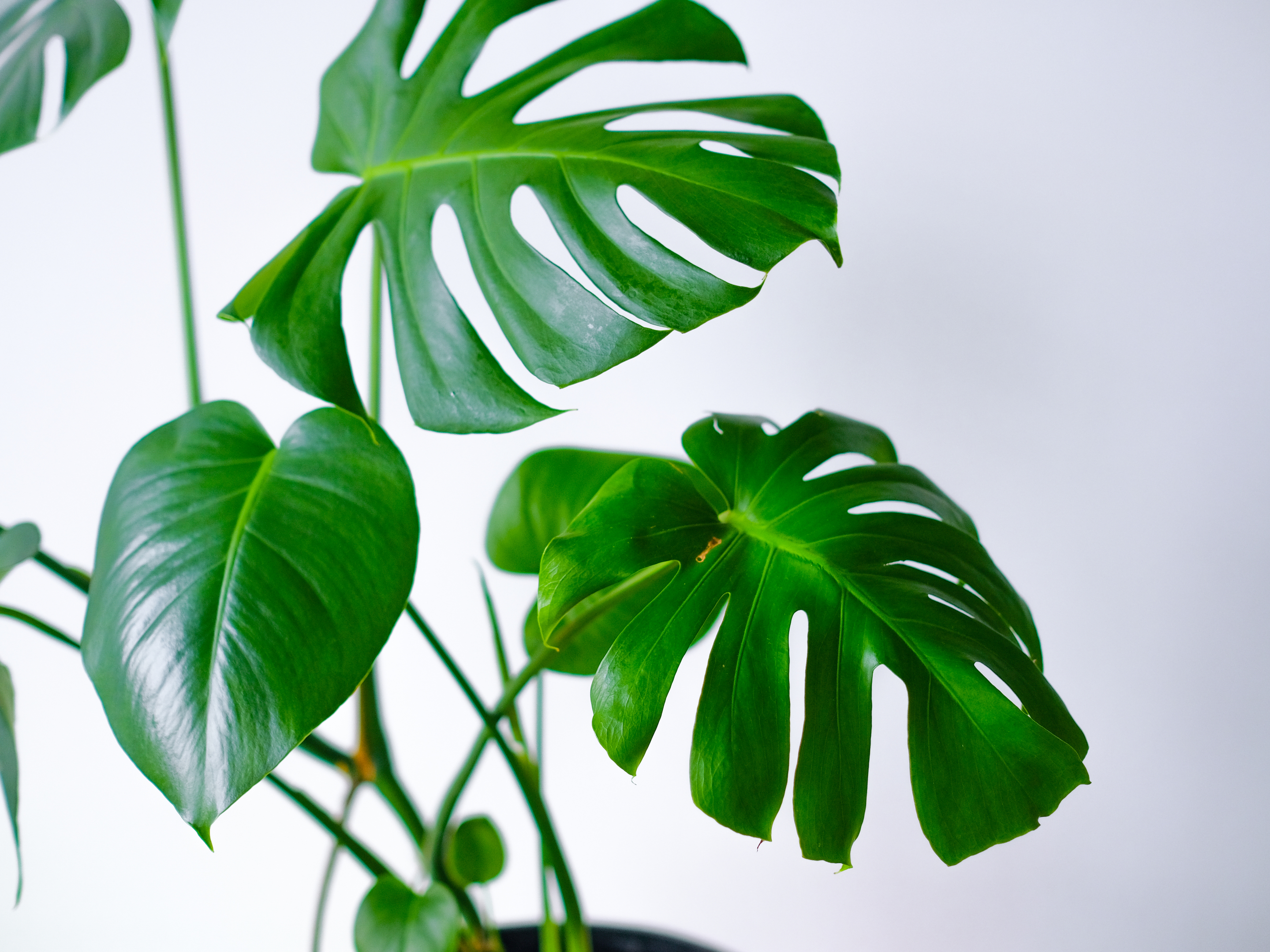 Ma plante est malade, comment la soigner ? – La Green Touch