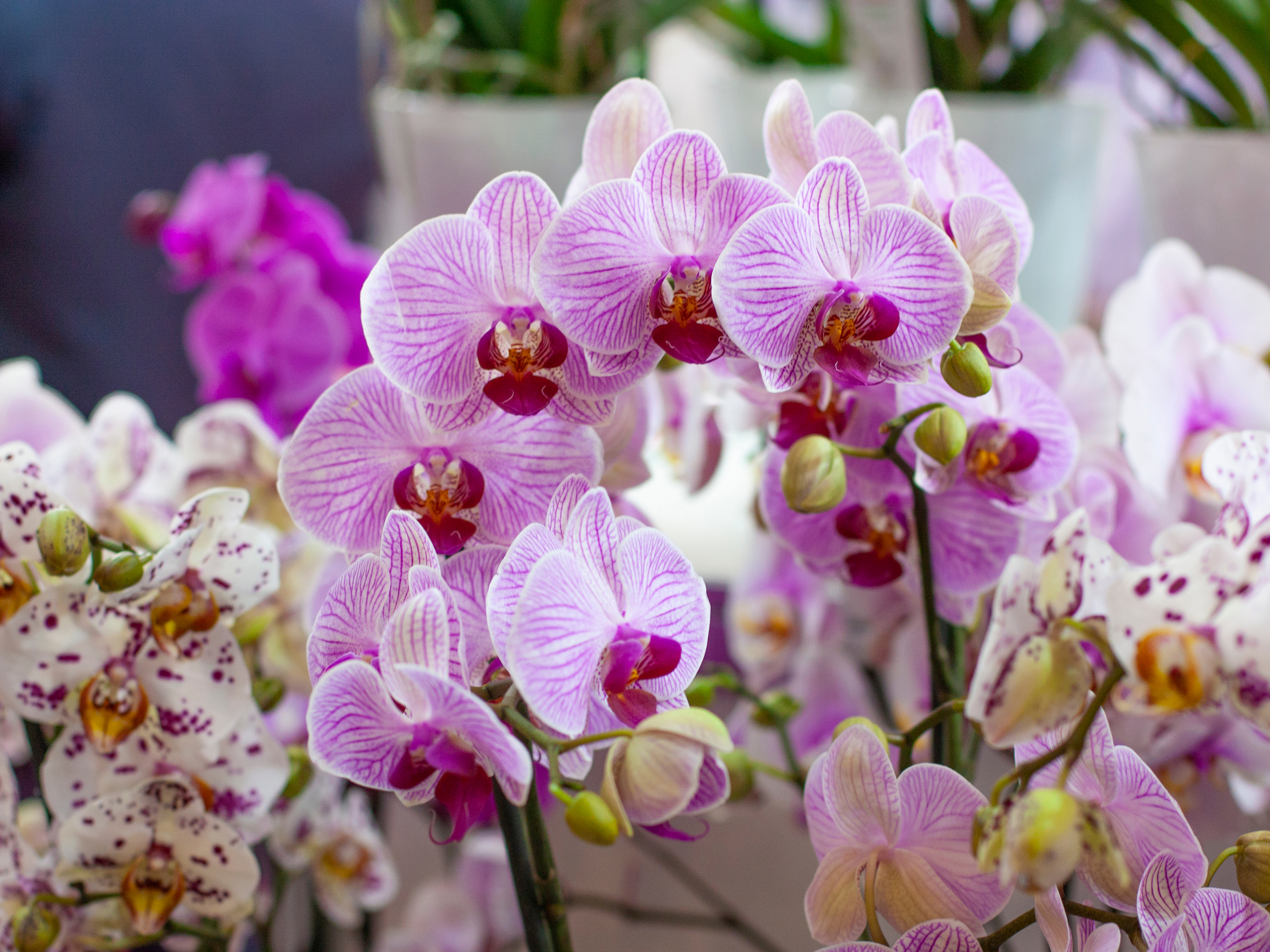 Orchidée : comment planter et entretenir un Phalaenopsis ou orchidée  papillon ?