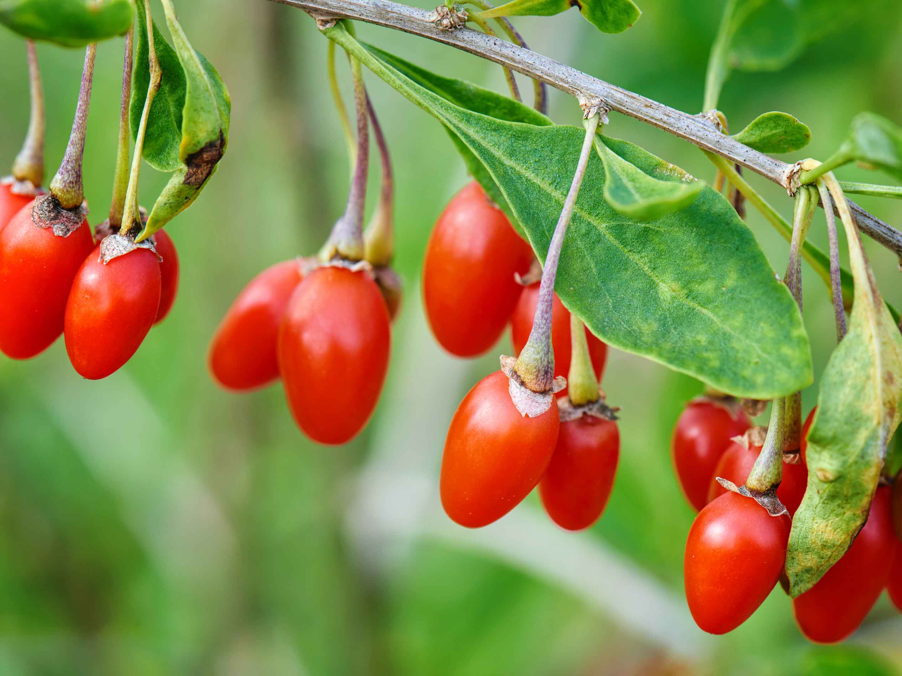 Baie de goji : plantation, entretien - Côté Maison