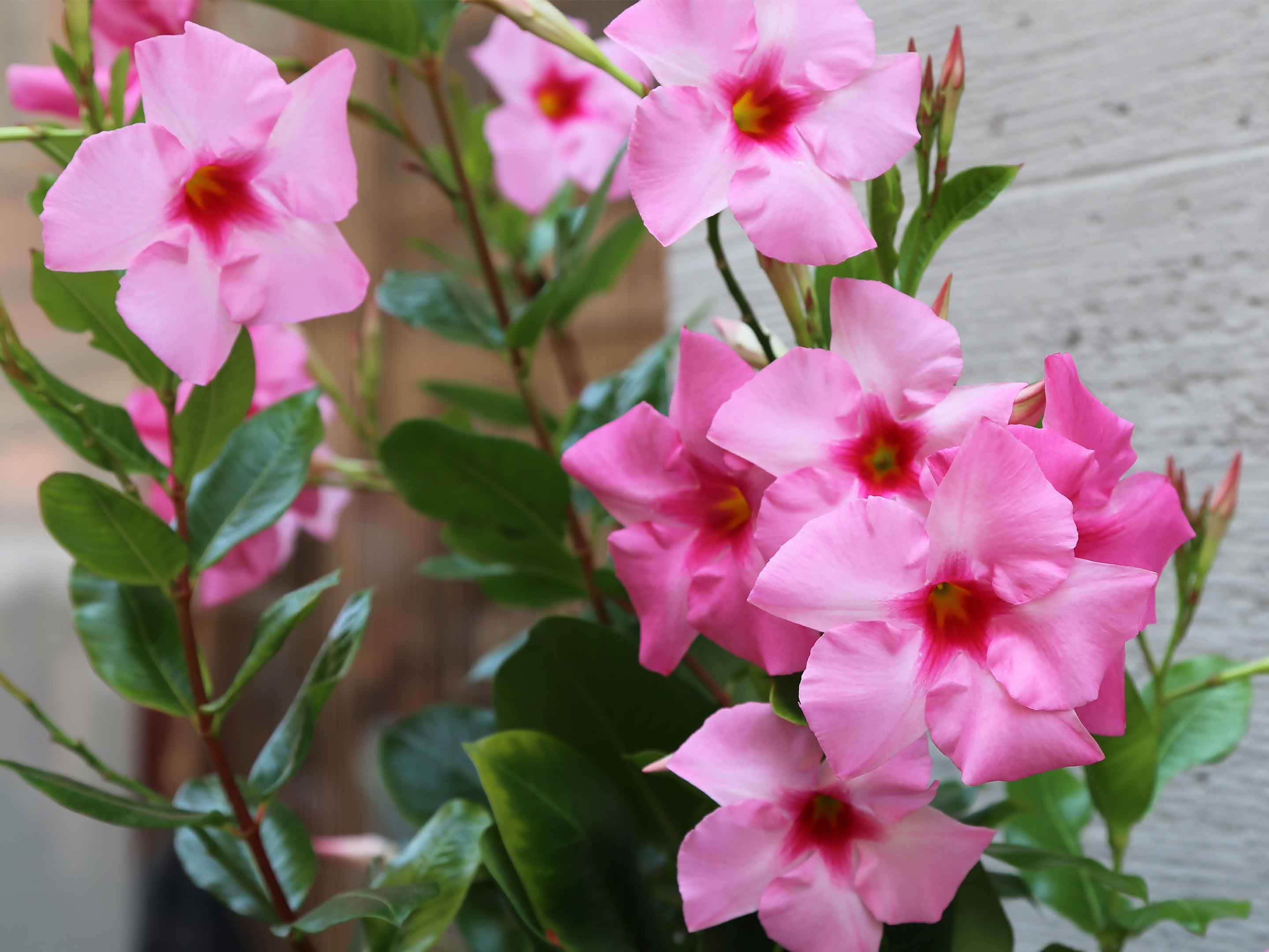 Dipladenia im Kübel pflanzen und pflegen