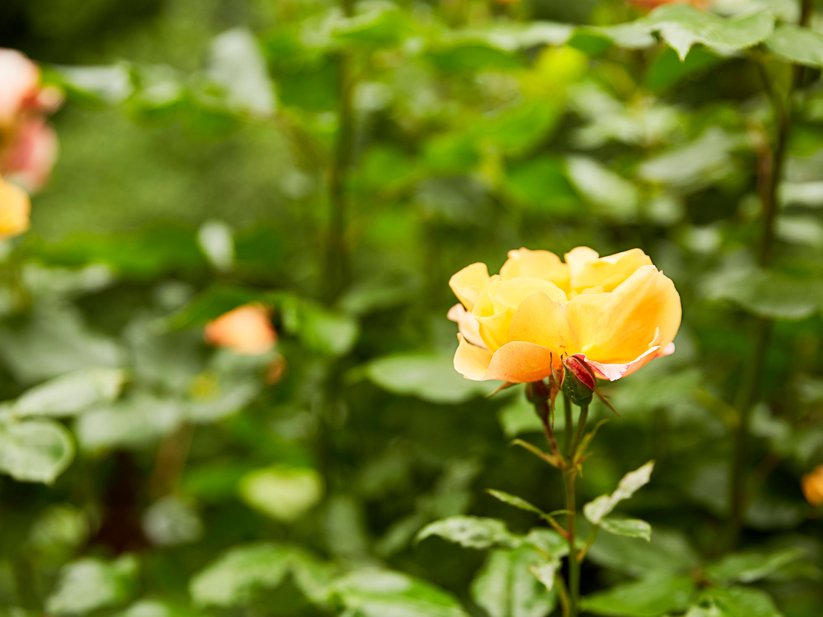 Welche Bedeutung haben gelbe Rosen?