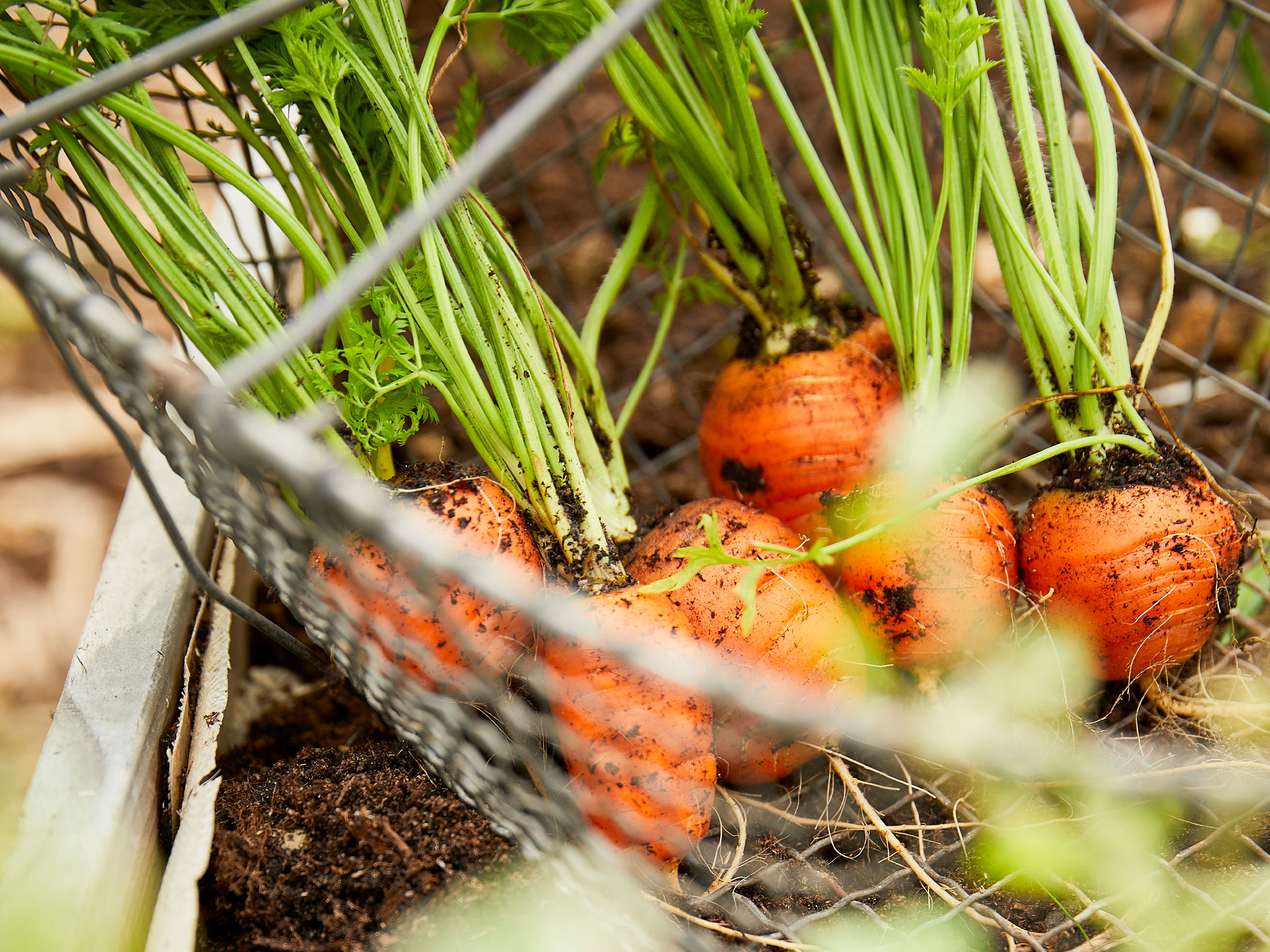 Culture de la carotte : plantation, entretien et récolte - Terre