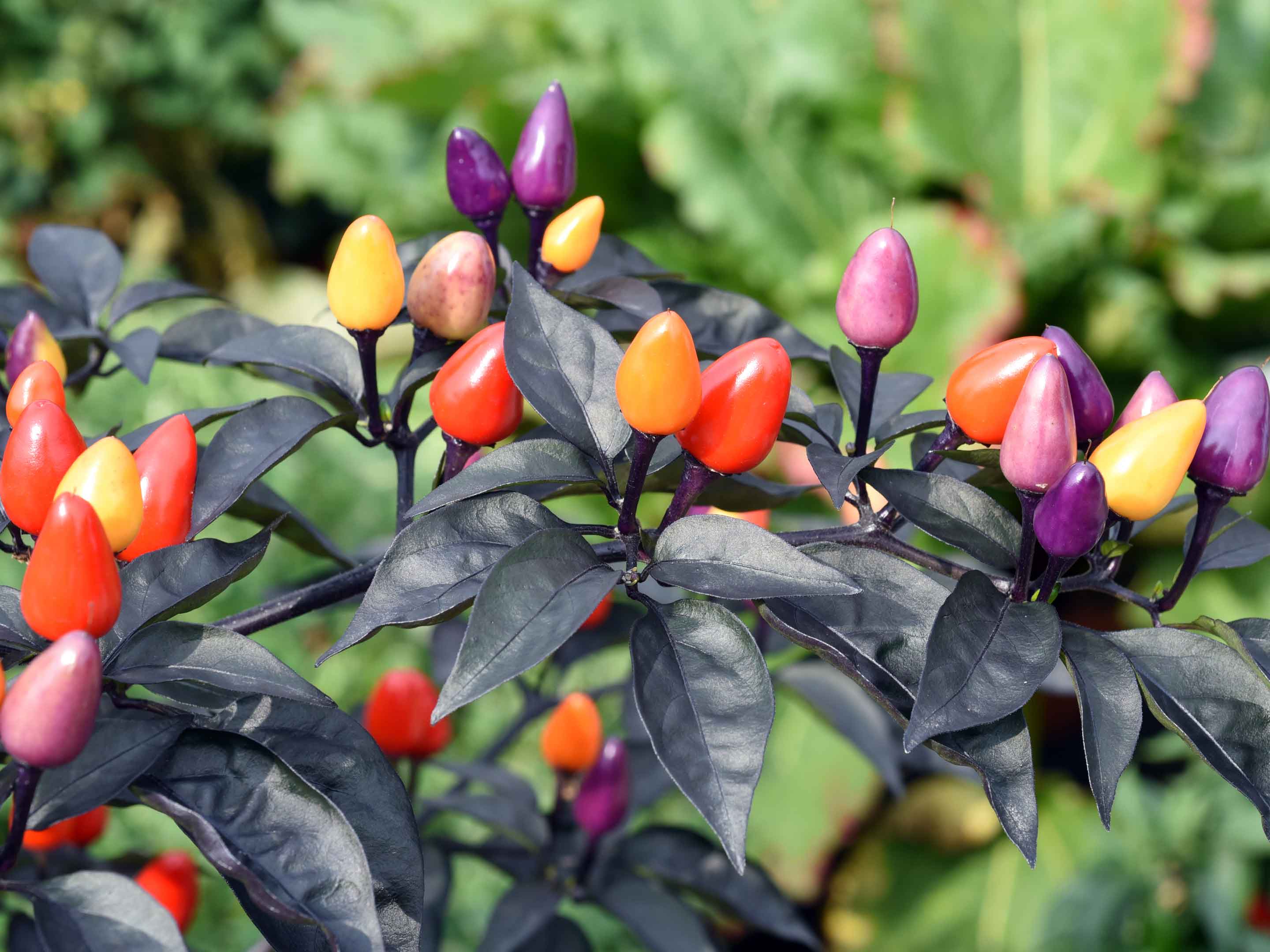 Lila Luzi Scoville