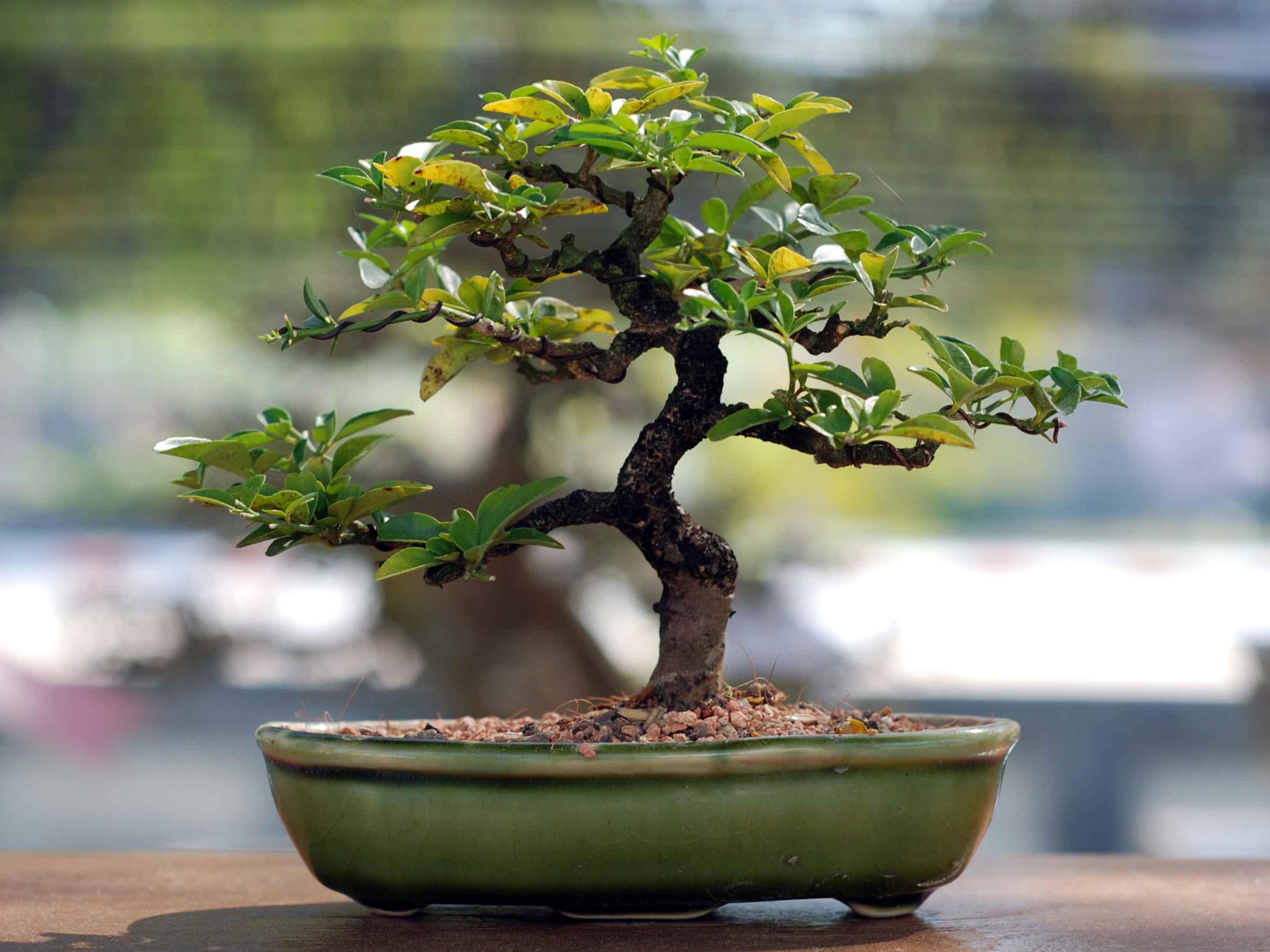 Culture et entretien des bonsaï, petits arbres japonais