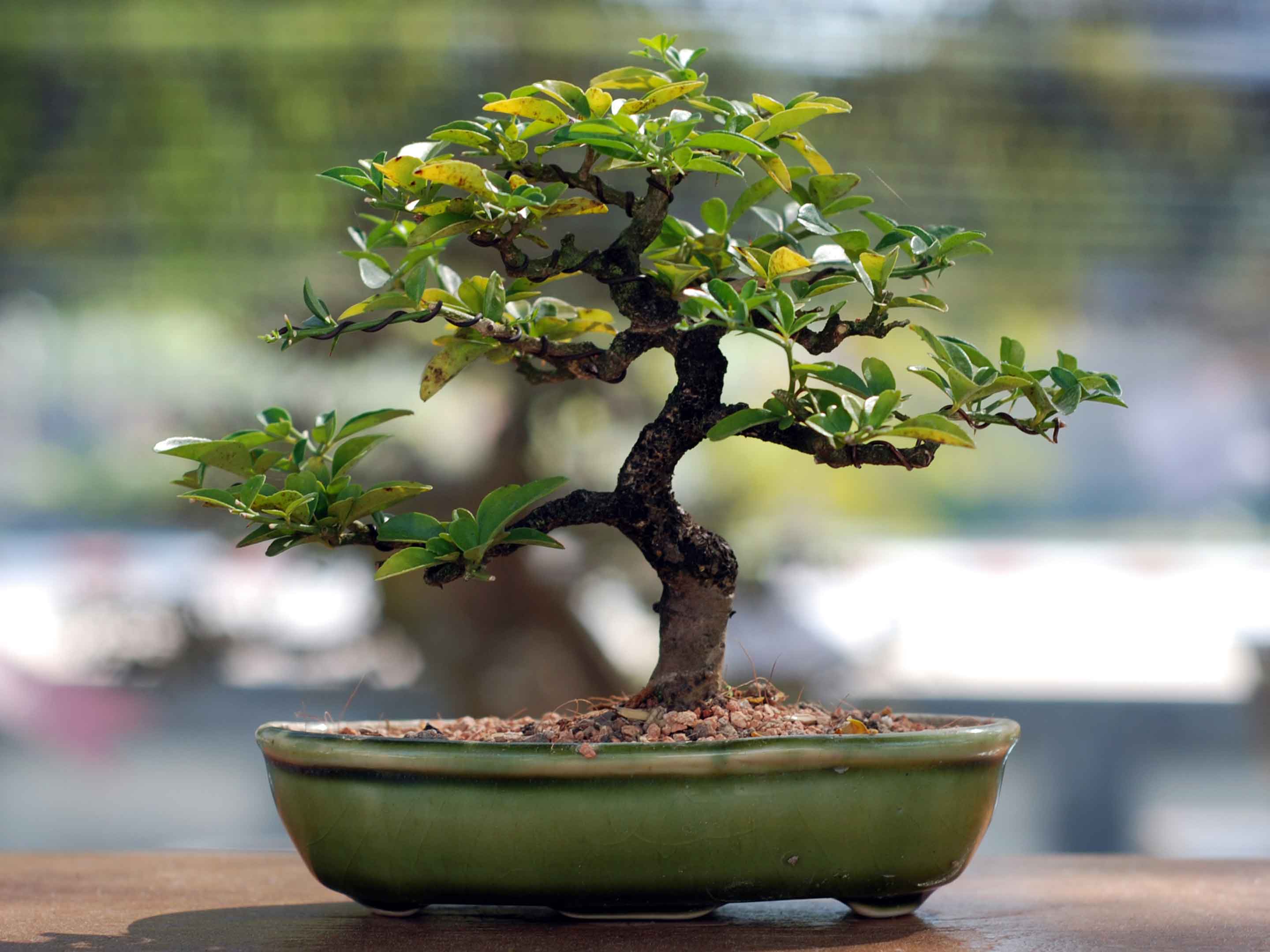 Bonsai pflanzen & pflegen