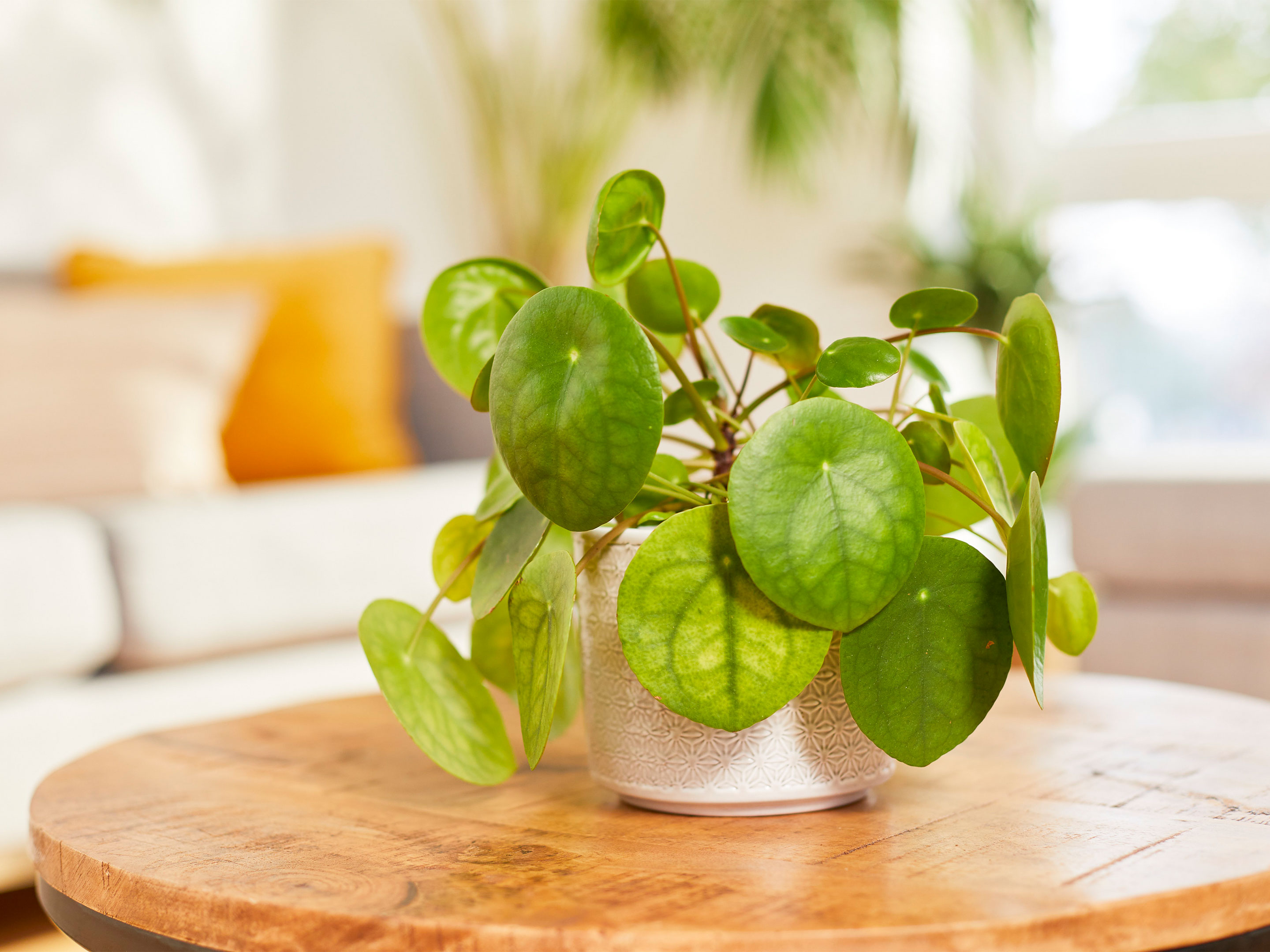 Pilea richtig pflegen