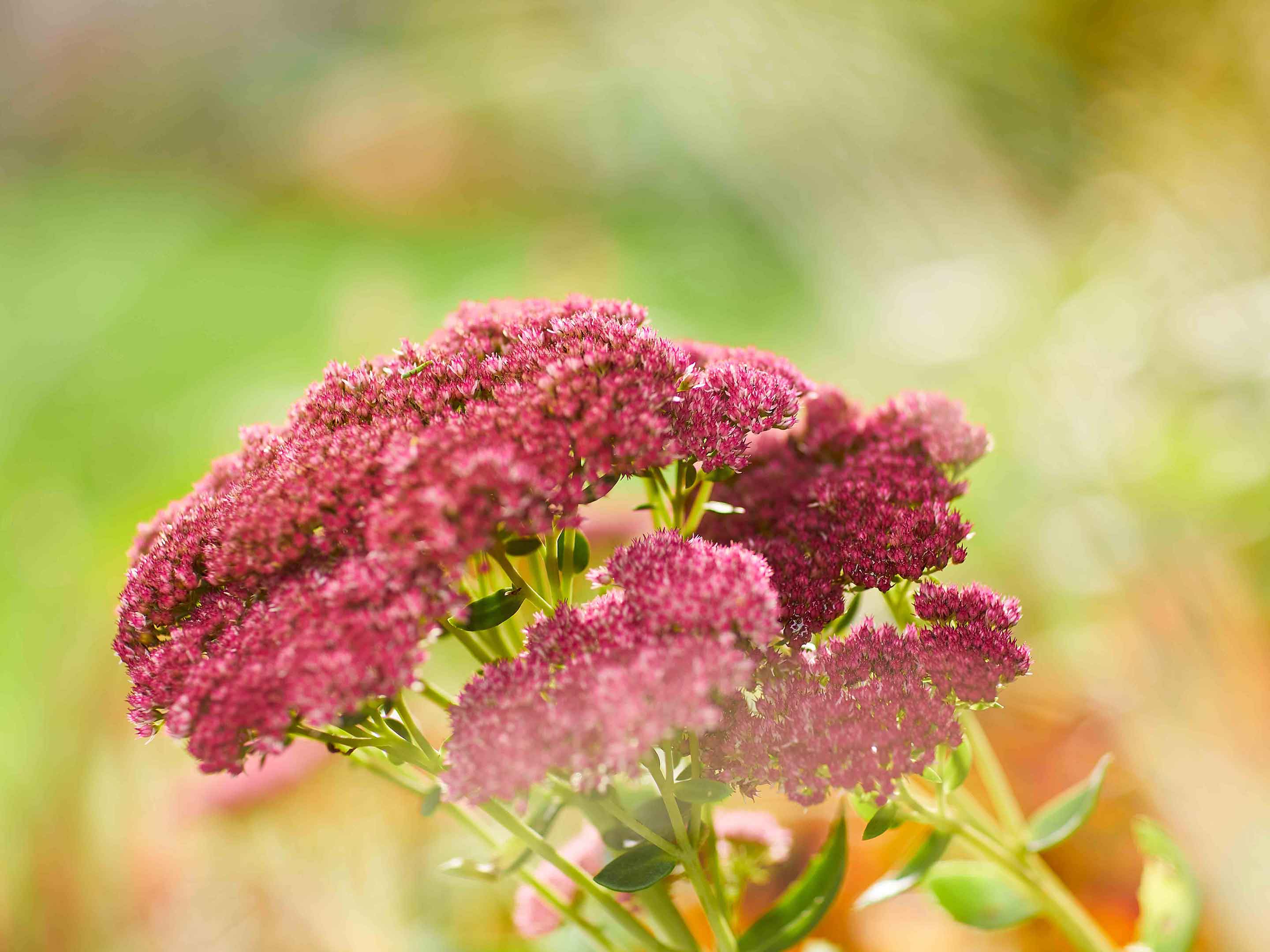 10 hitzeresistente Pflanzen fr den Sommer | COMPO