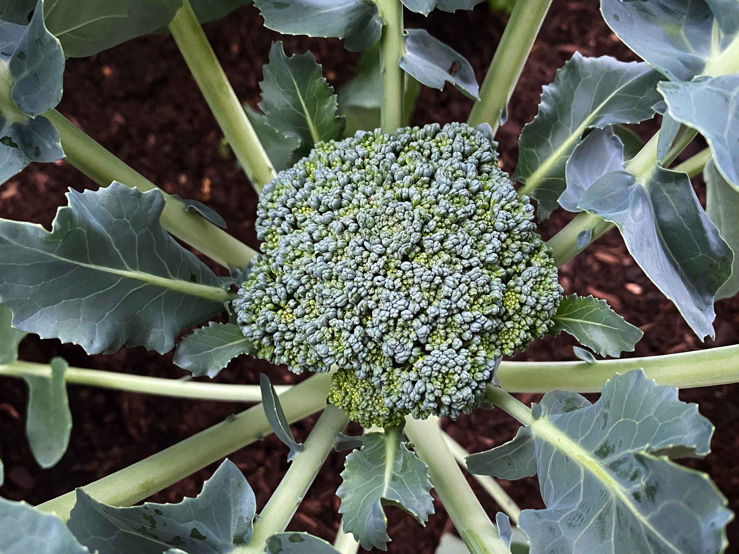 Brokkoli pflanzen &amp; pflegen