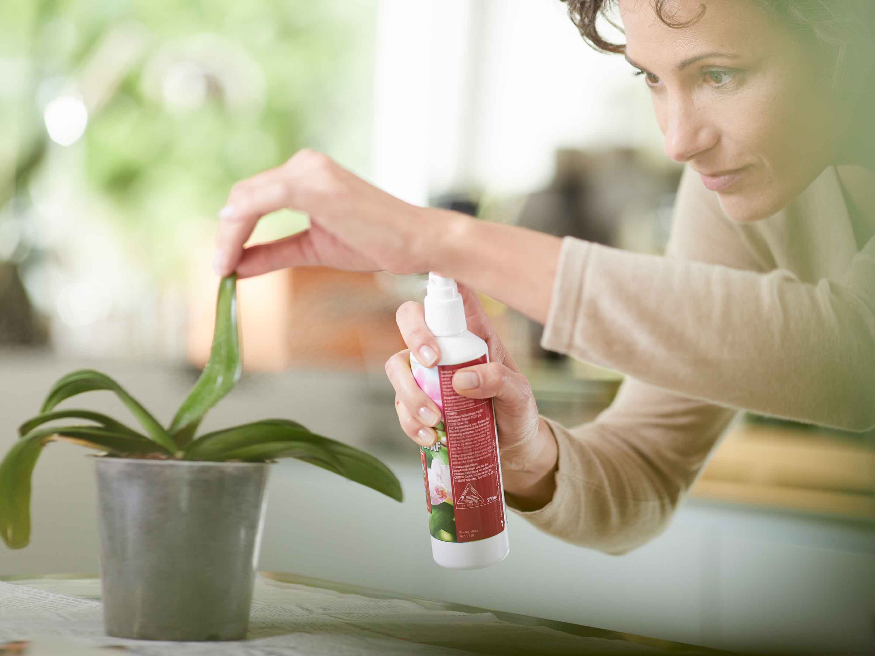 Die vier hufigsten Schdlinge an Orchideen