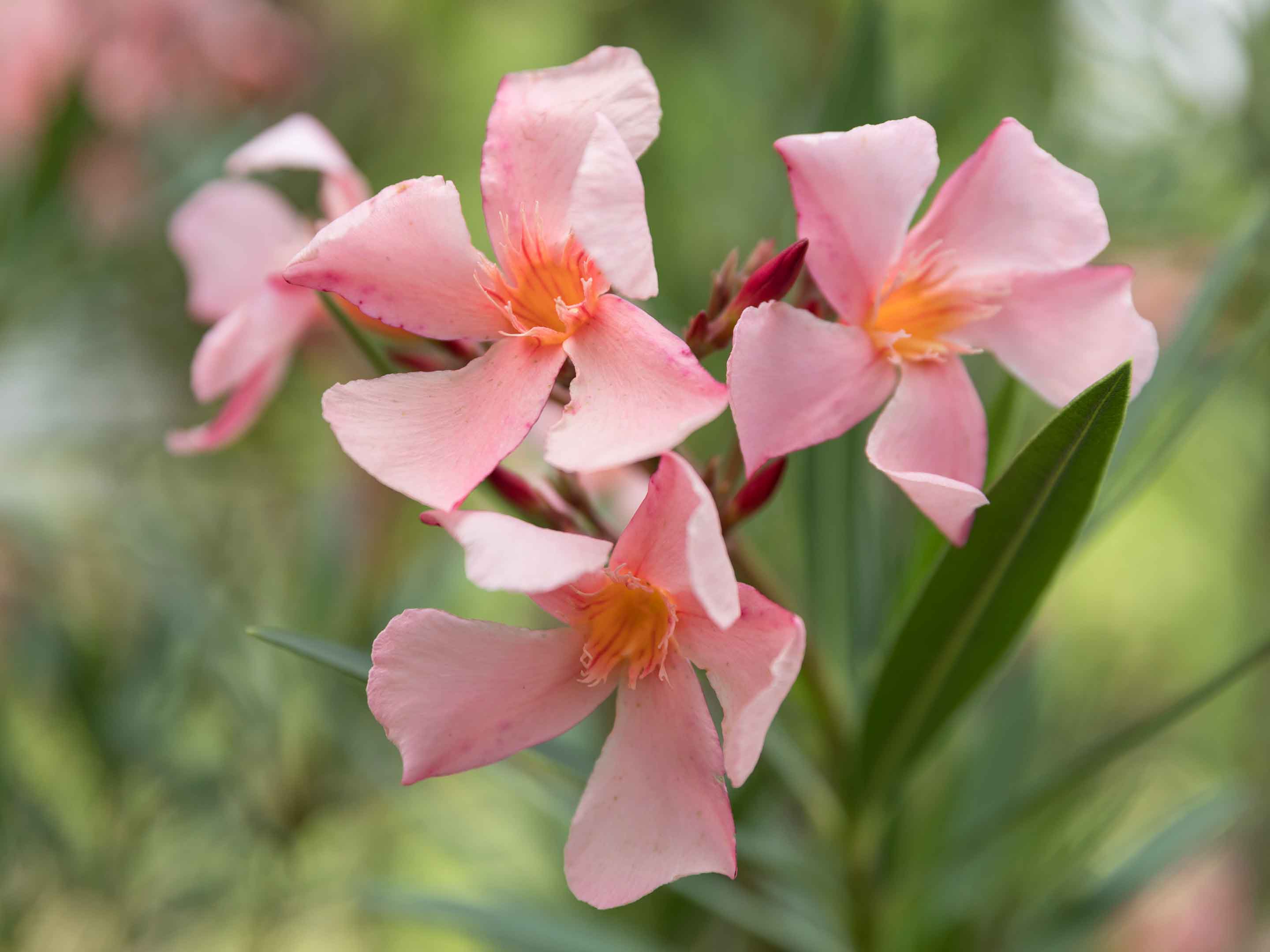 Laurier-rose : plantation, culture et entretien - Jardiland