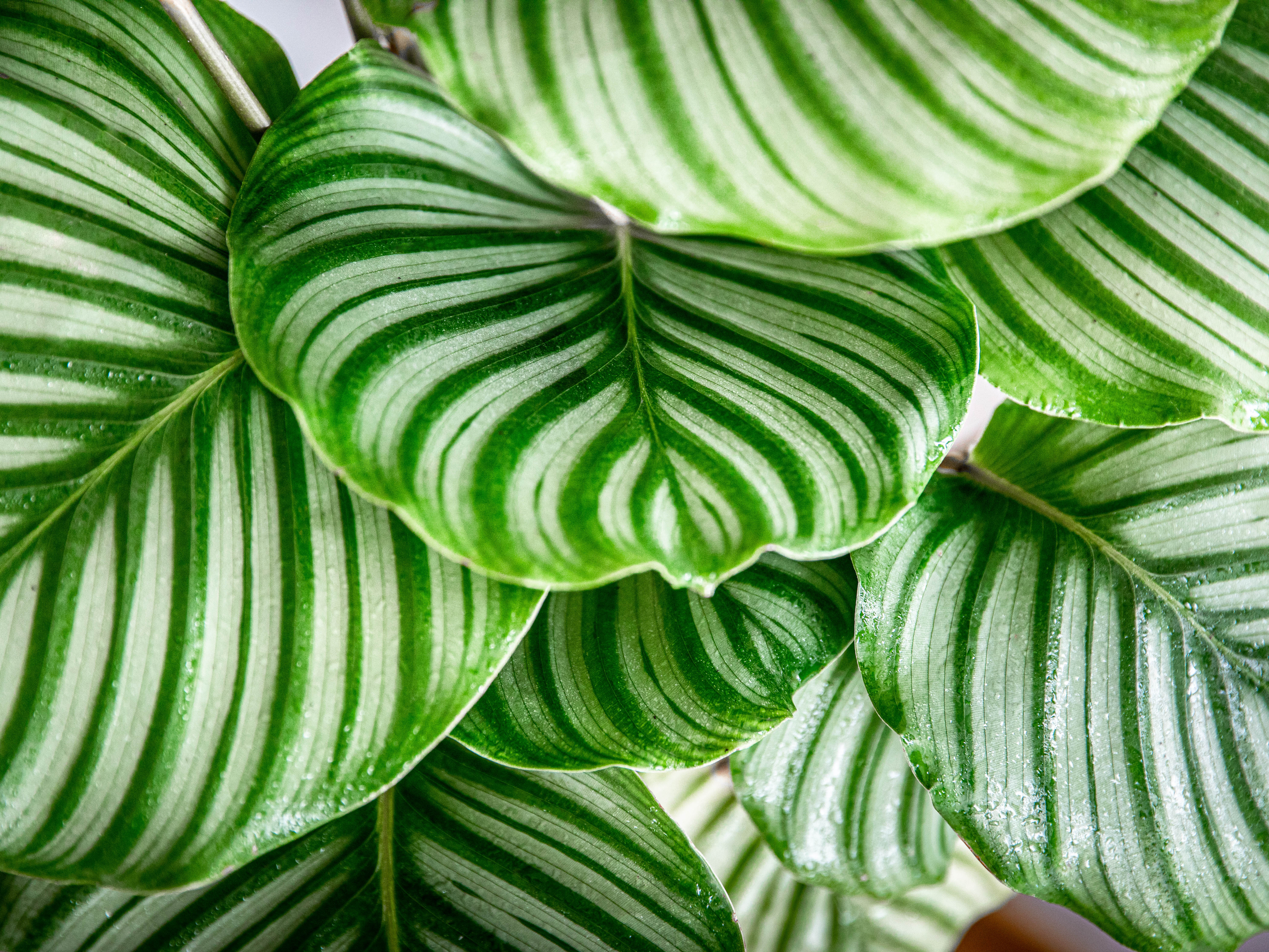 Plantation et entretien des calatheas