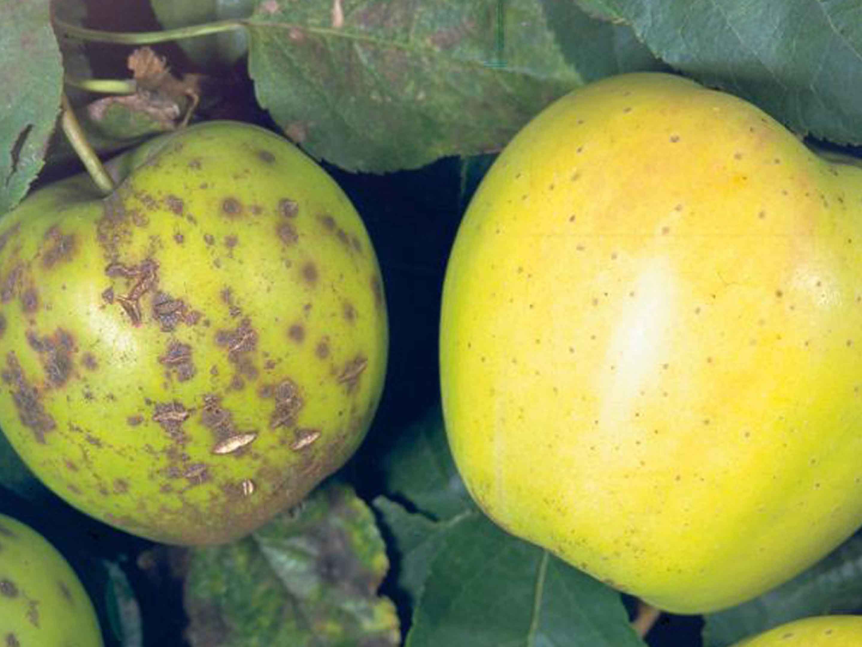 Schorf an Apfel und Birne