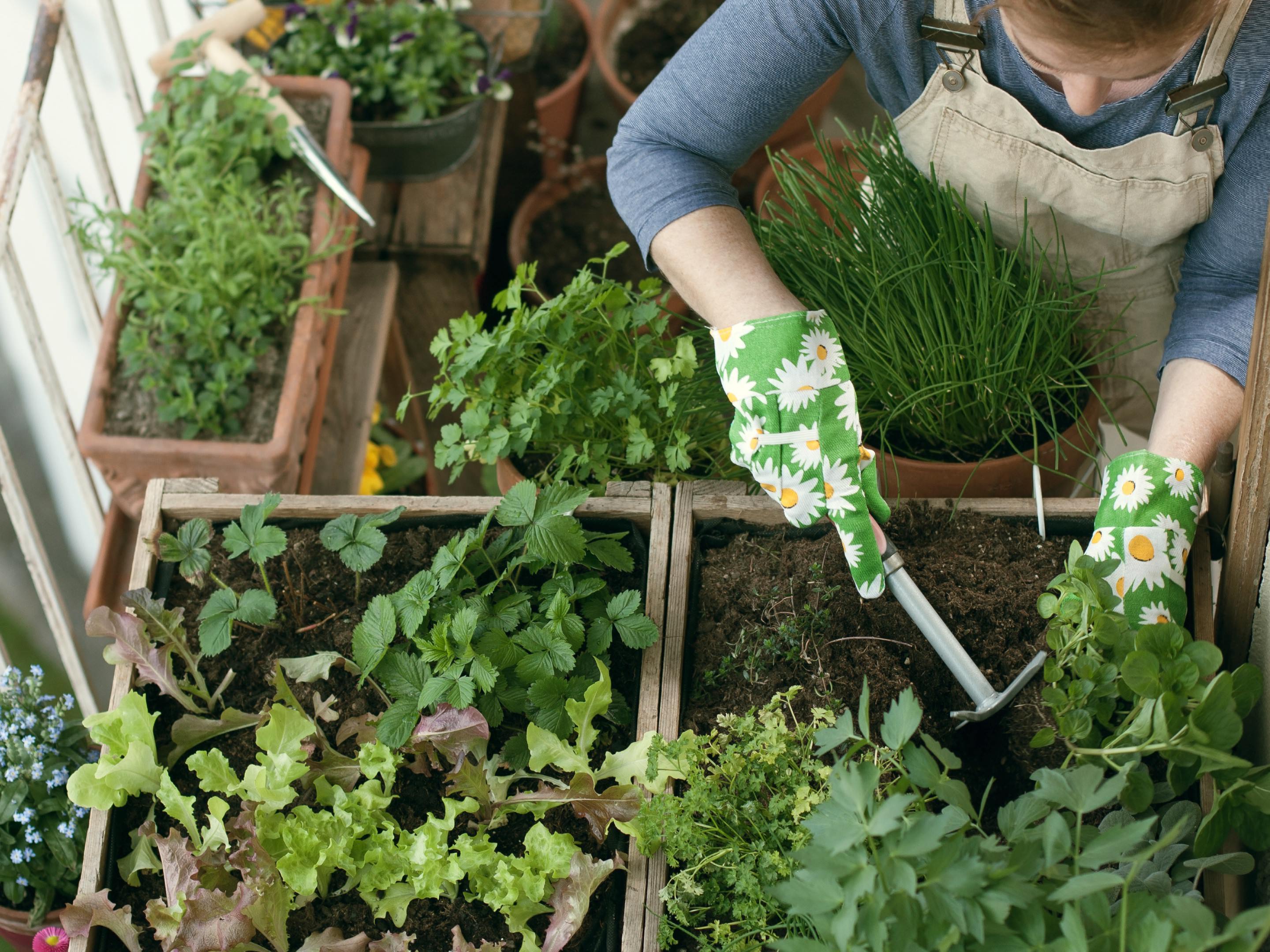 O que deve ter em conta ao cultivar legumes e frutas na varanda