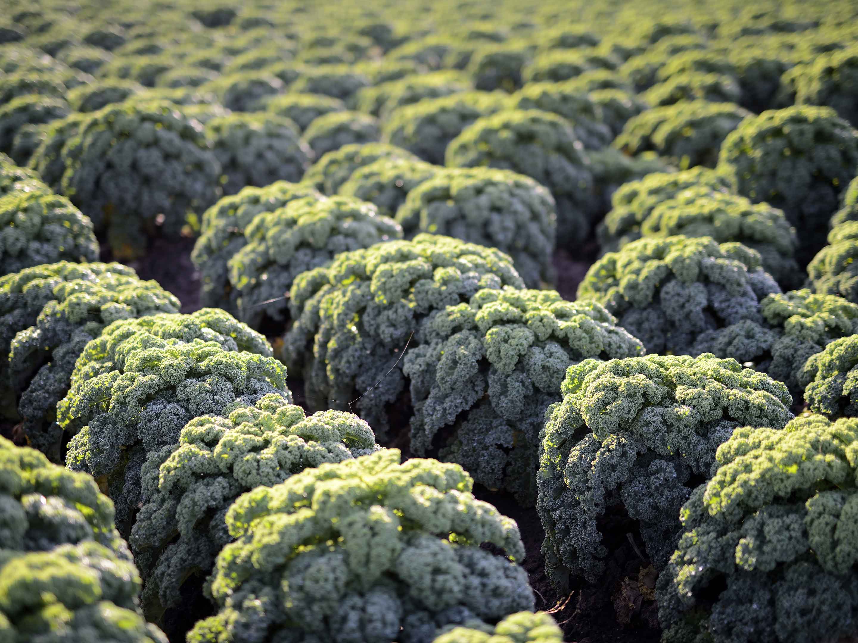 Chou frisé | Bienfaits, Entretien & Plantation