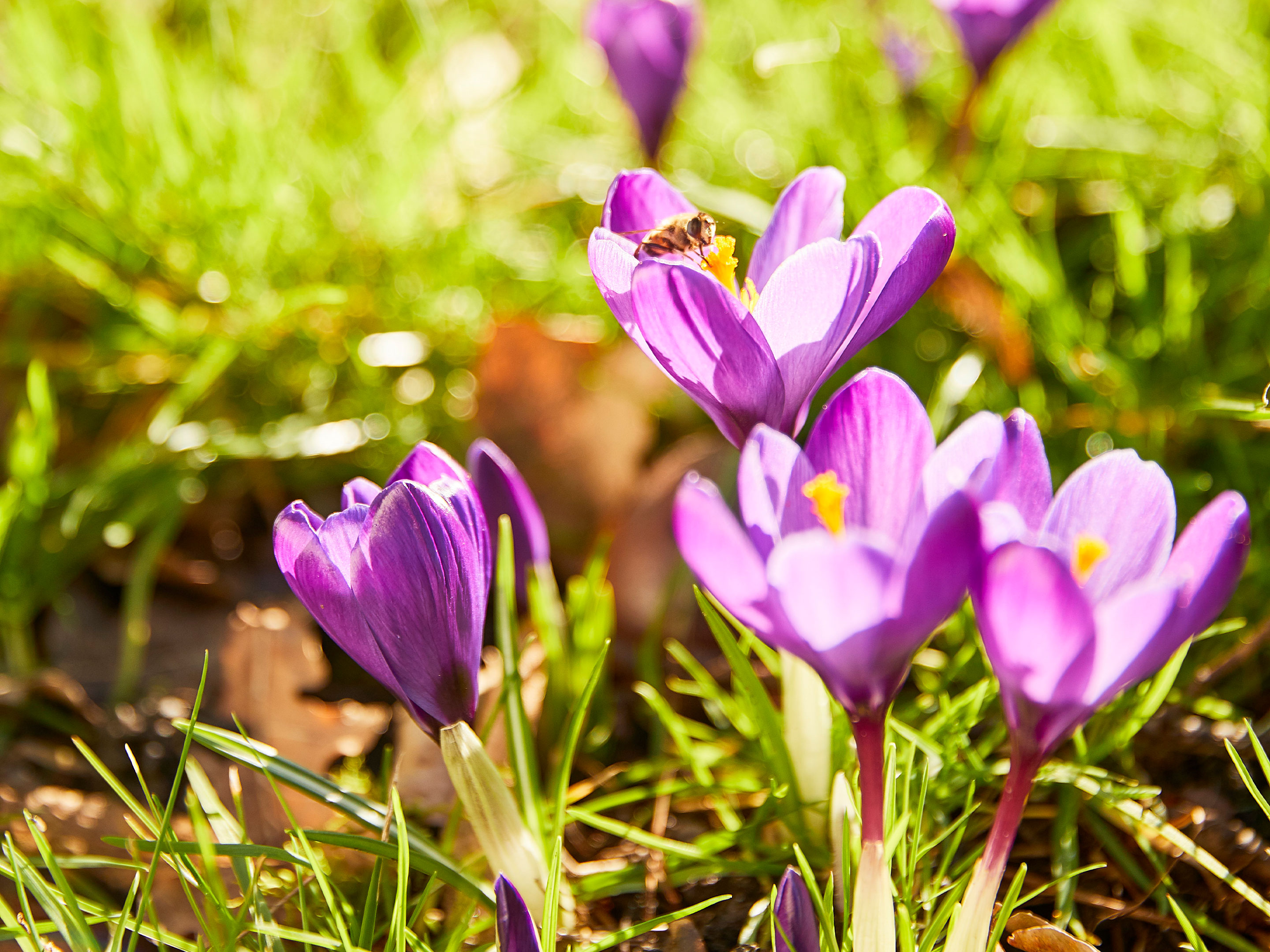 Krokus im Garten pflanzen und pflegen COMPO