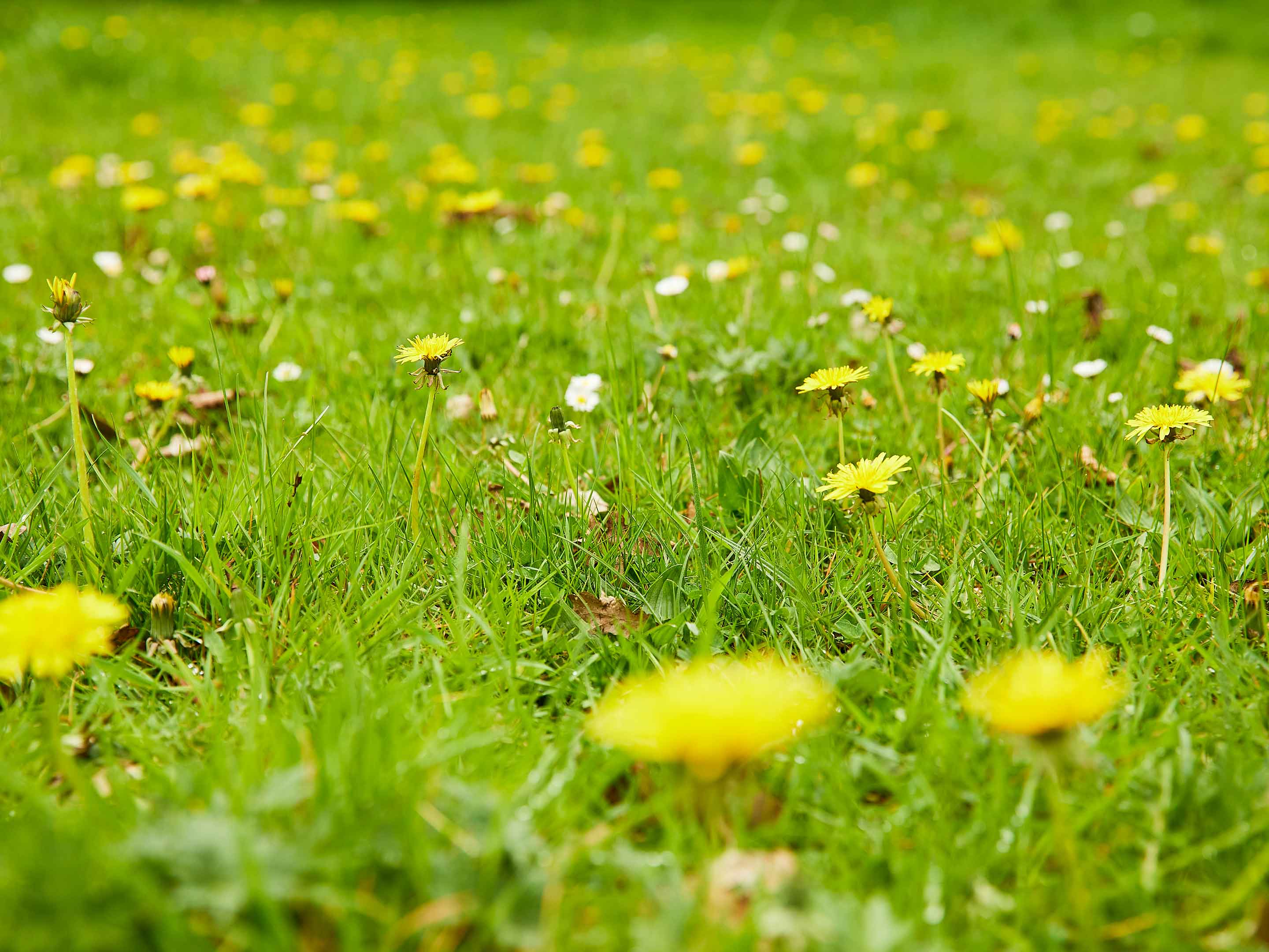 npk dünger dosierung Dennerle Plant Care NPK main image 1