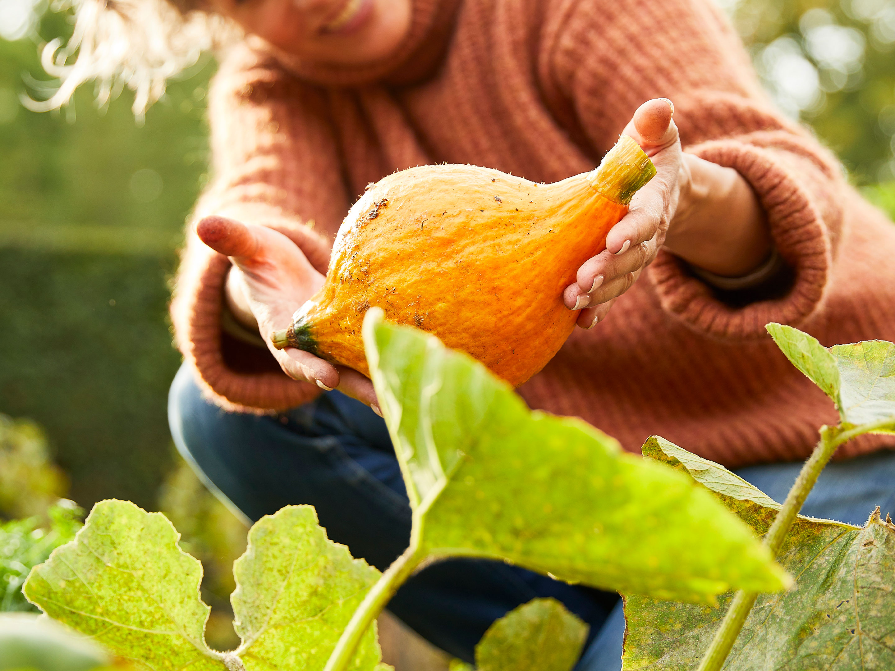 Gartenkrbis pflanzen, pflegen, ernten  COMPO