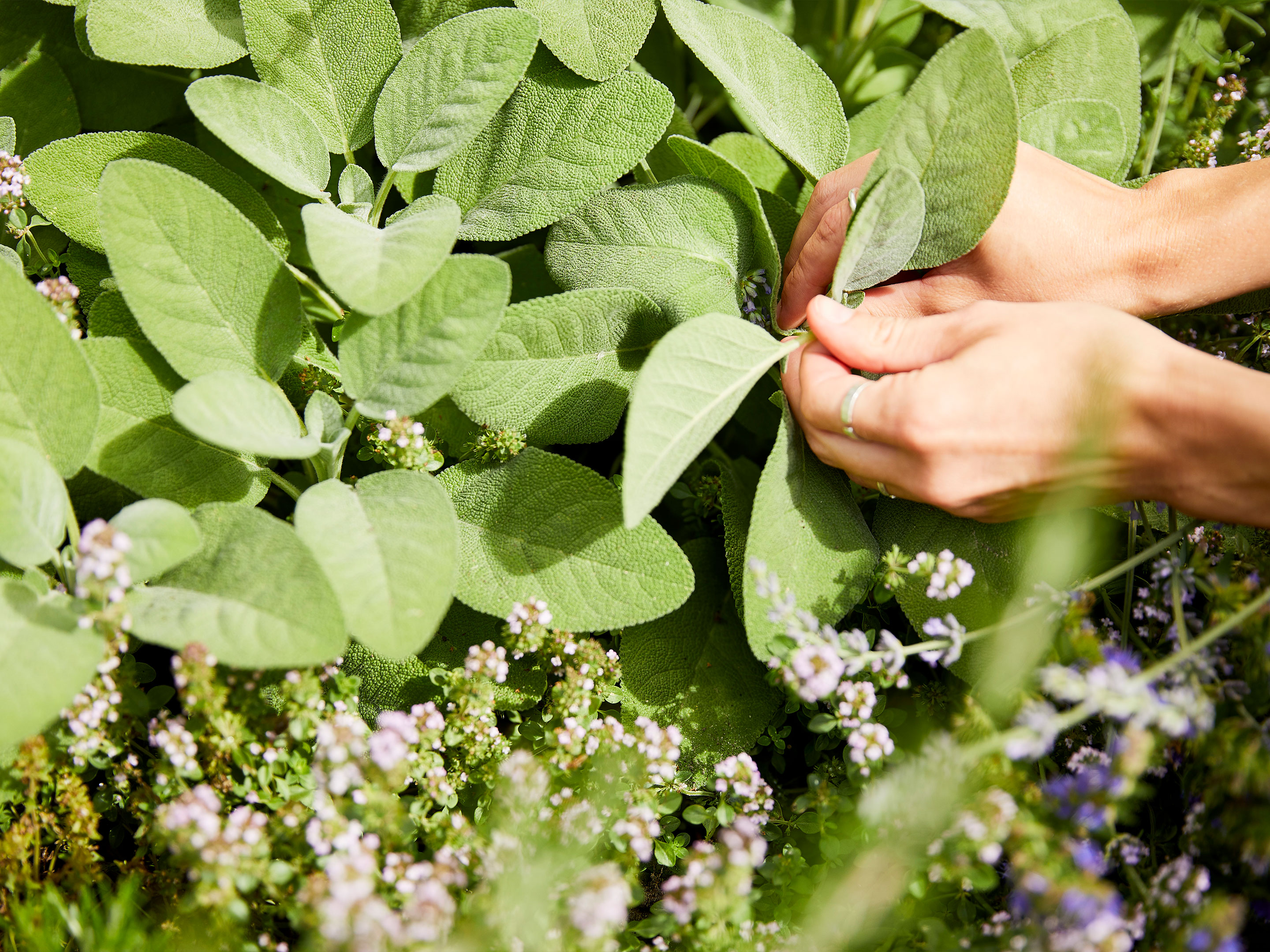 Sauge officinale condimentaire - Salvia officinalis 'Ami du Jardinier