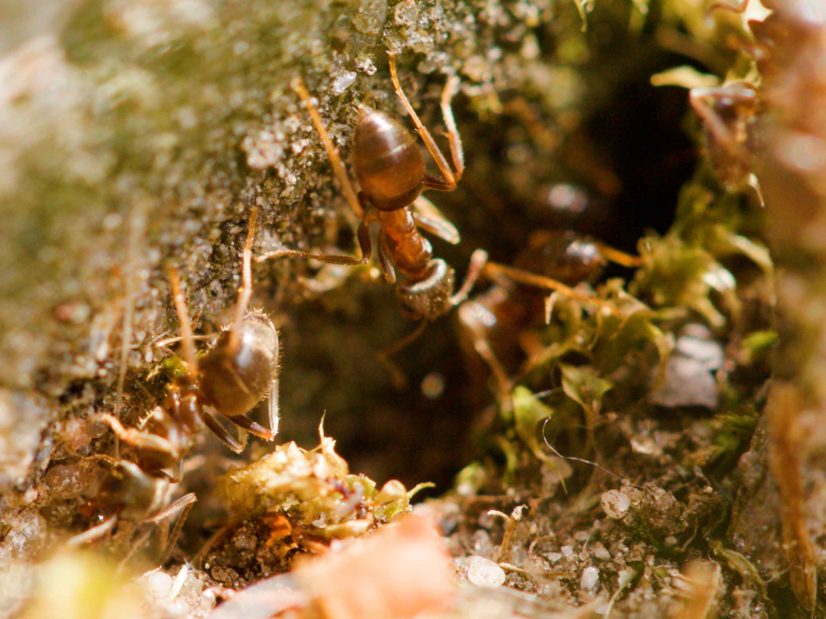 Combattre et chasser les fourmis dans le gazon