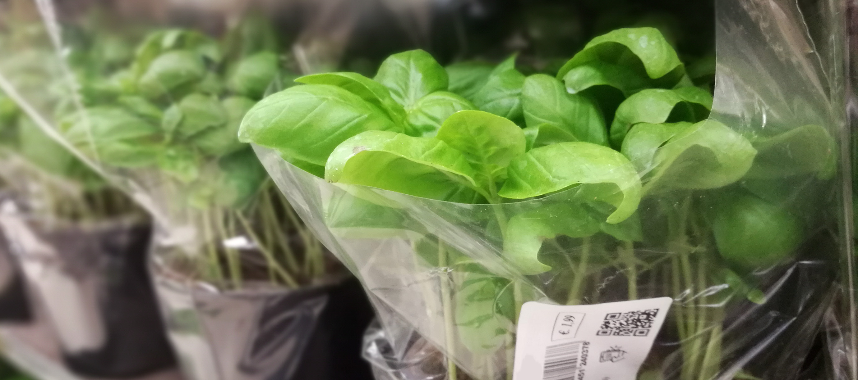 How to prolong the life of potted herbs from the supermarket.