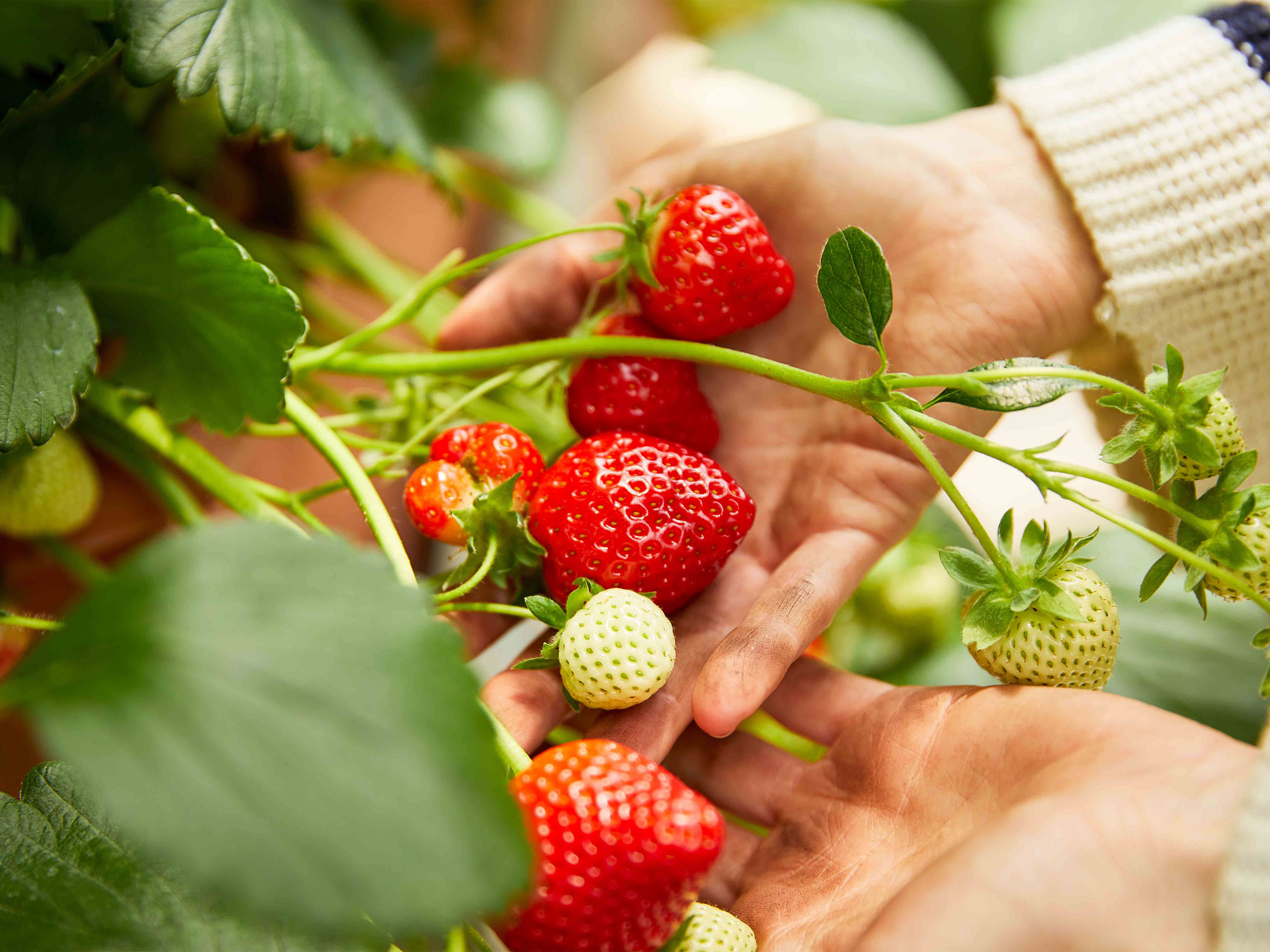 Erdbeeren pflanzen & pflegen | Gesal