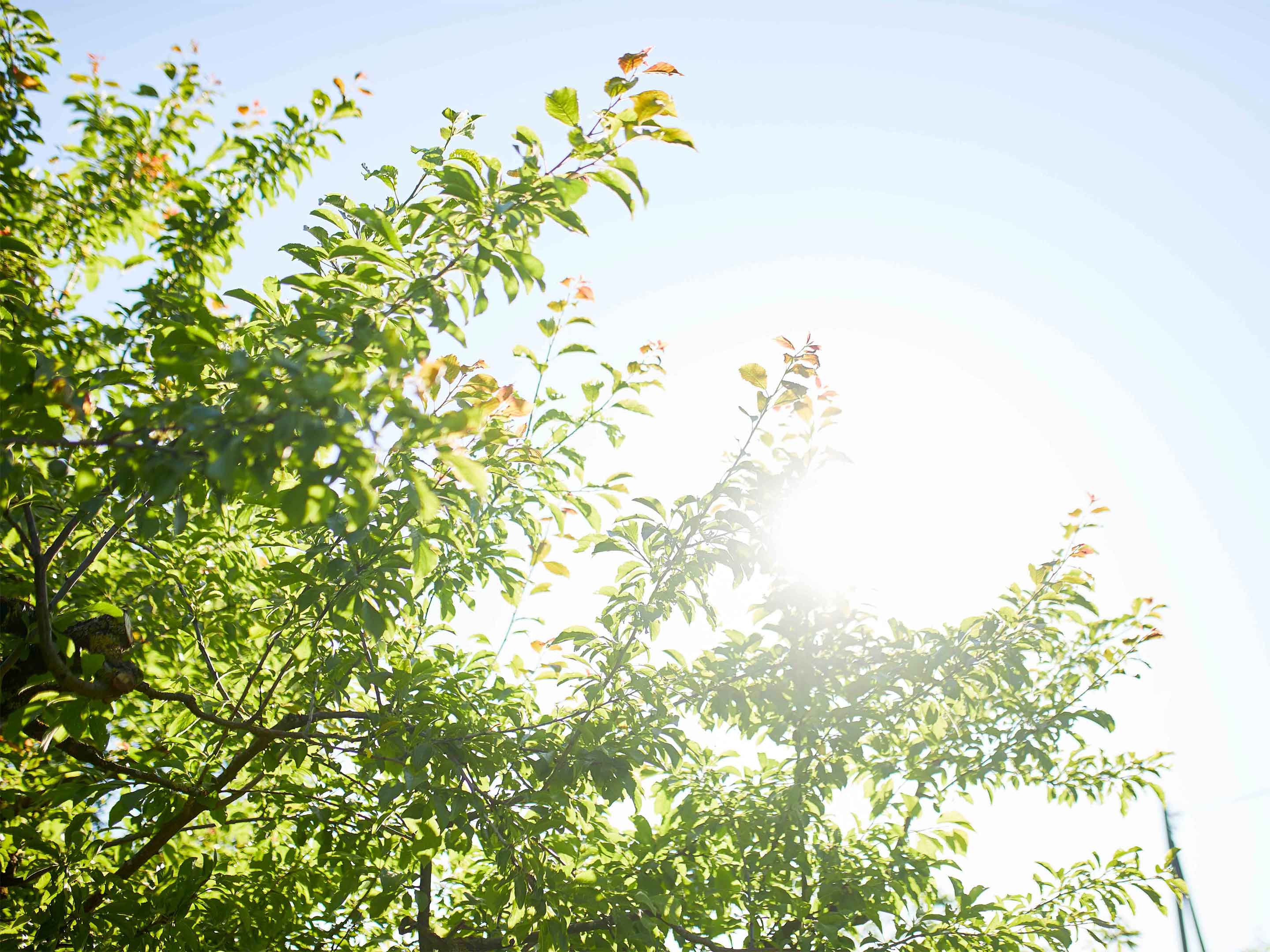 saatgut ökologisch Saatgut Blühmischung Bunte Bienenweide von Green Mundo