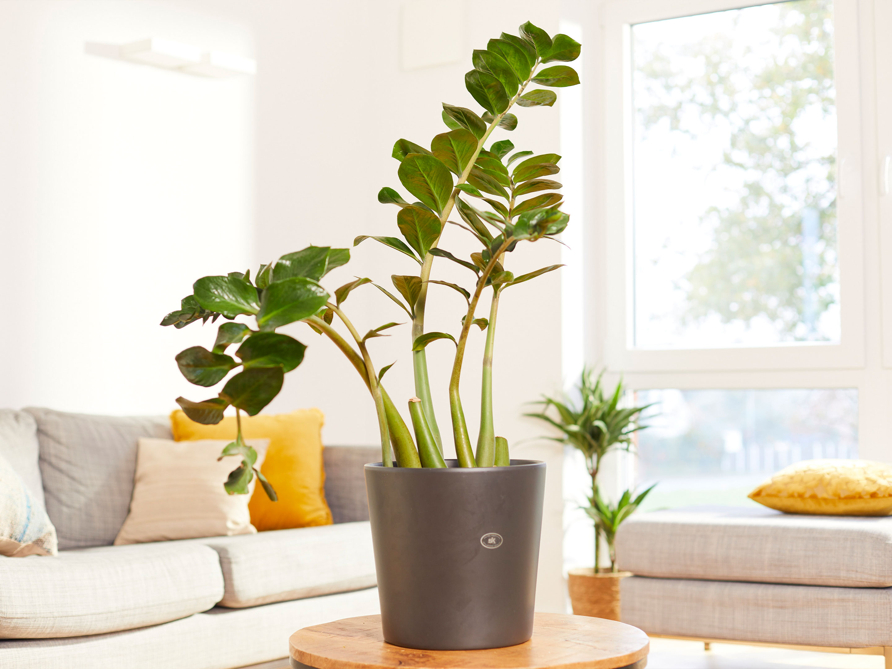 Zamioculcas (Glcksfeder)