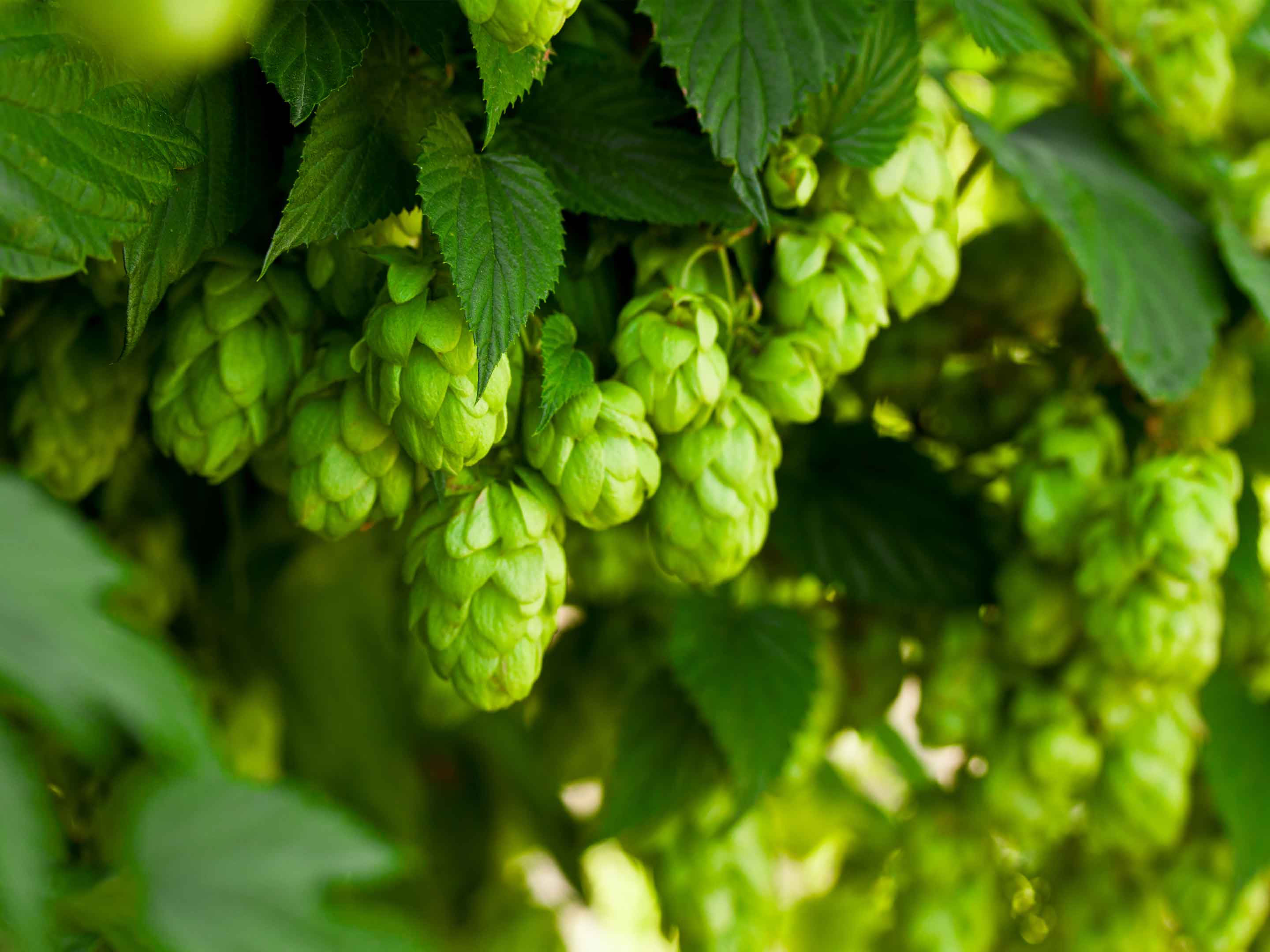 Hopfen im Garten pflanzen