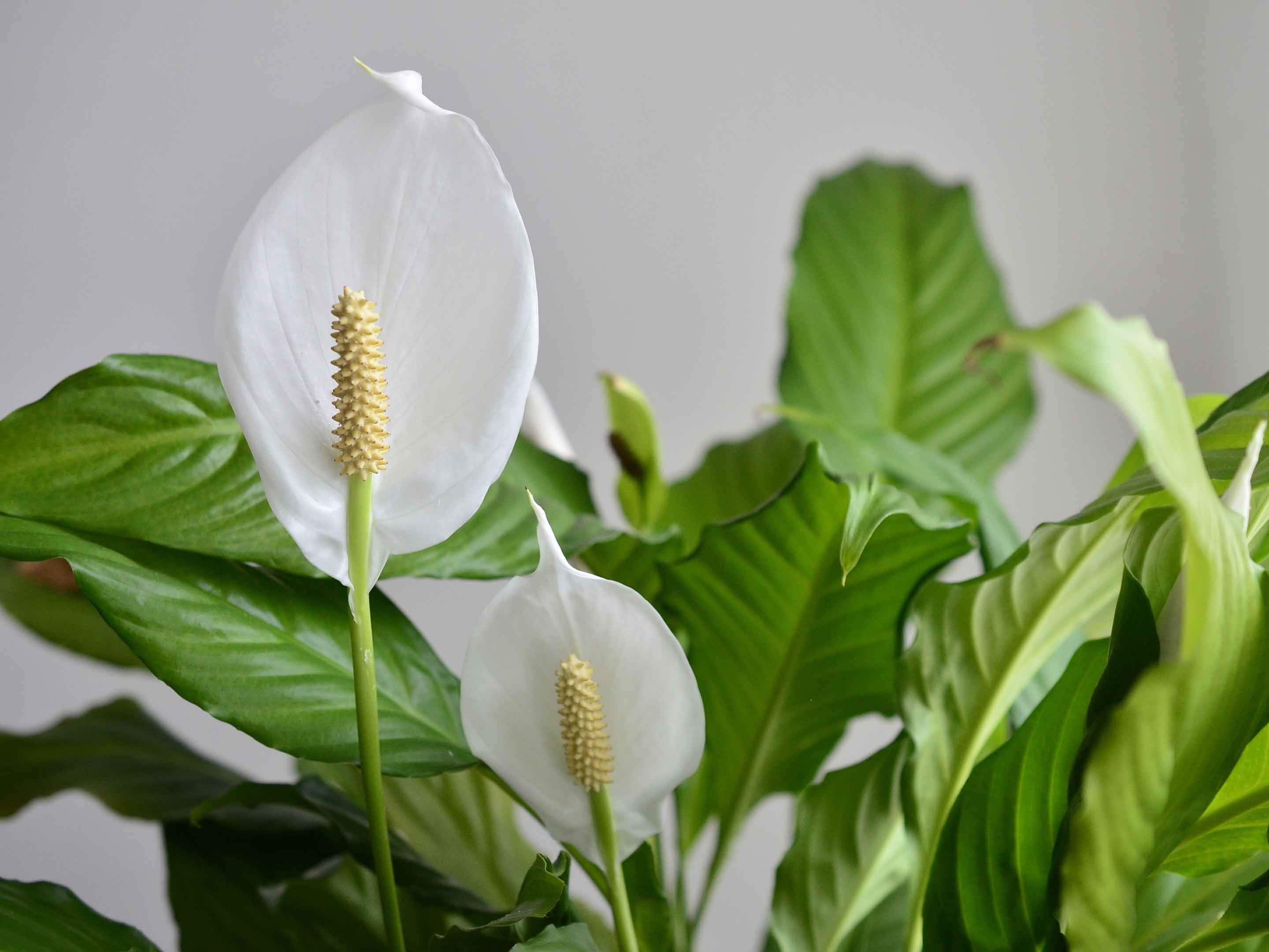 Spathiphyllum Blanc, la fleur de lune purificatrice d'air – La Green Touch