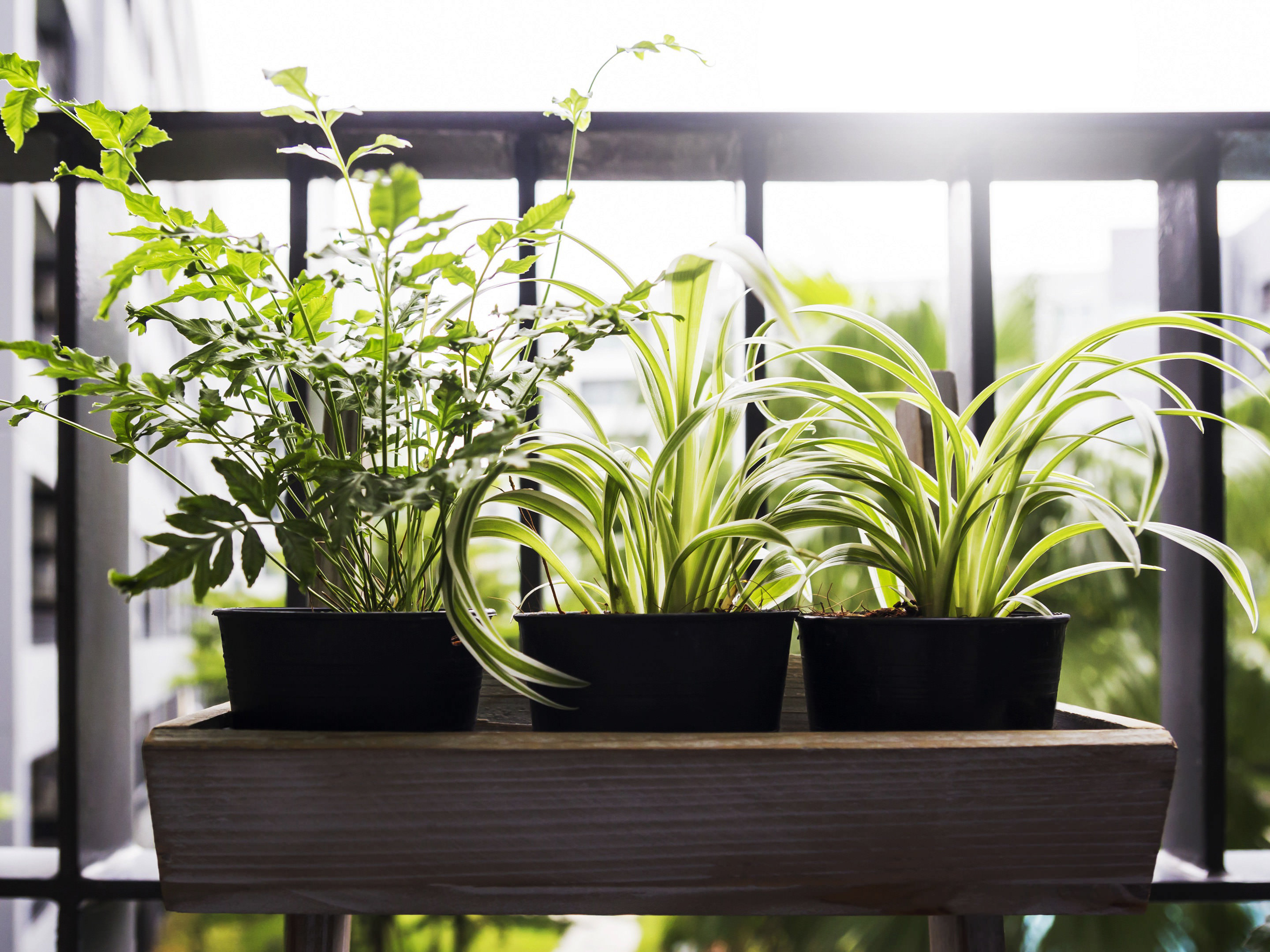 How to care for balcony and potted plants properly